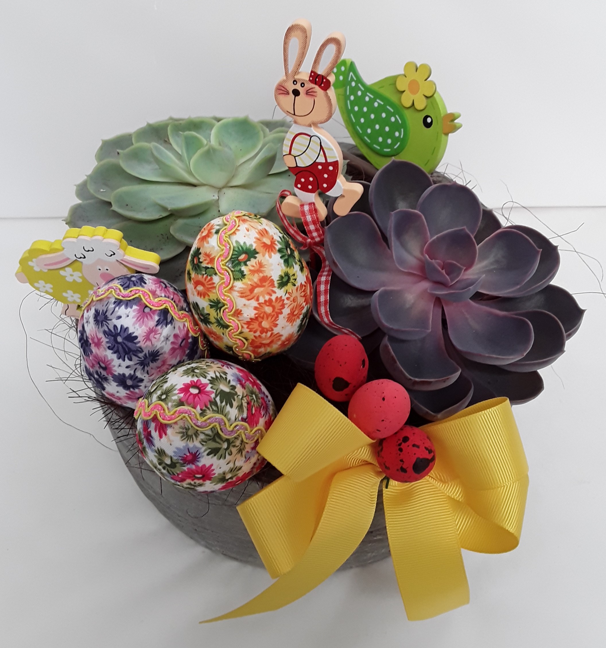 succulent plants in a clay pot