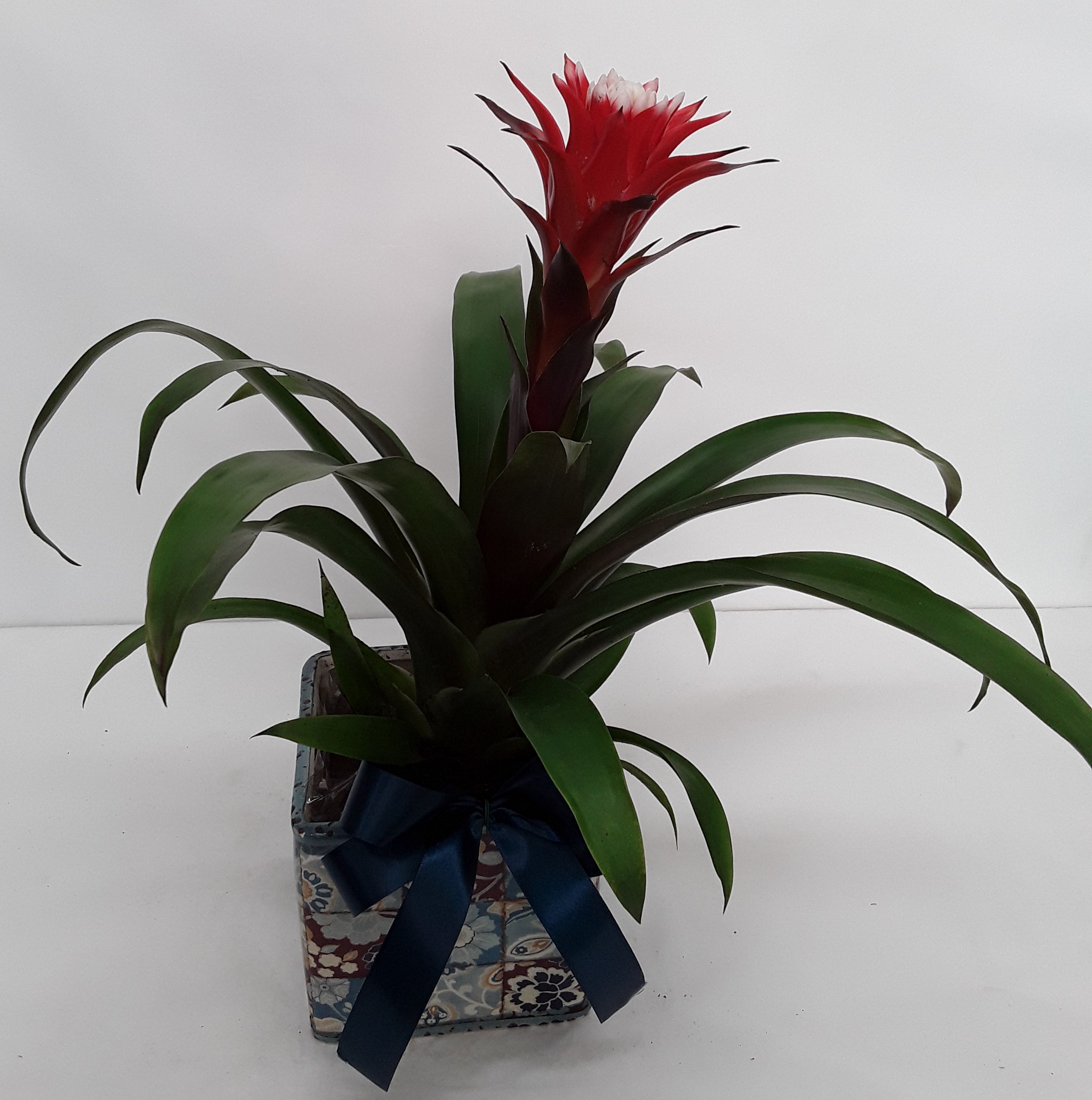 guzmania in a clay pot