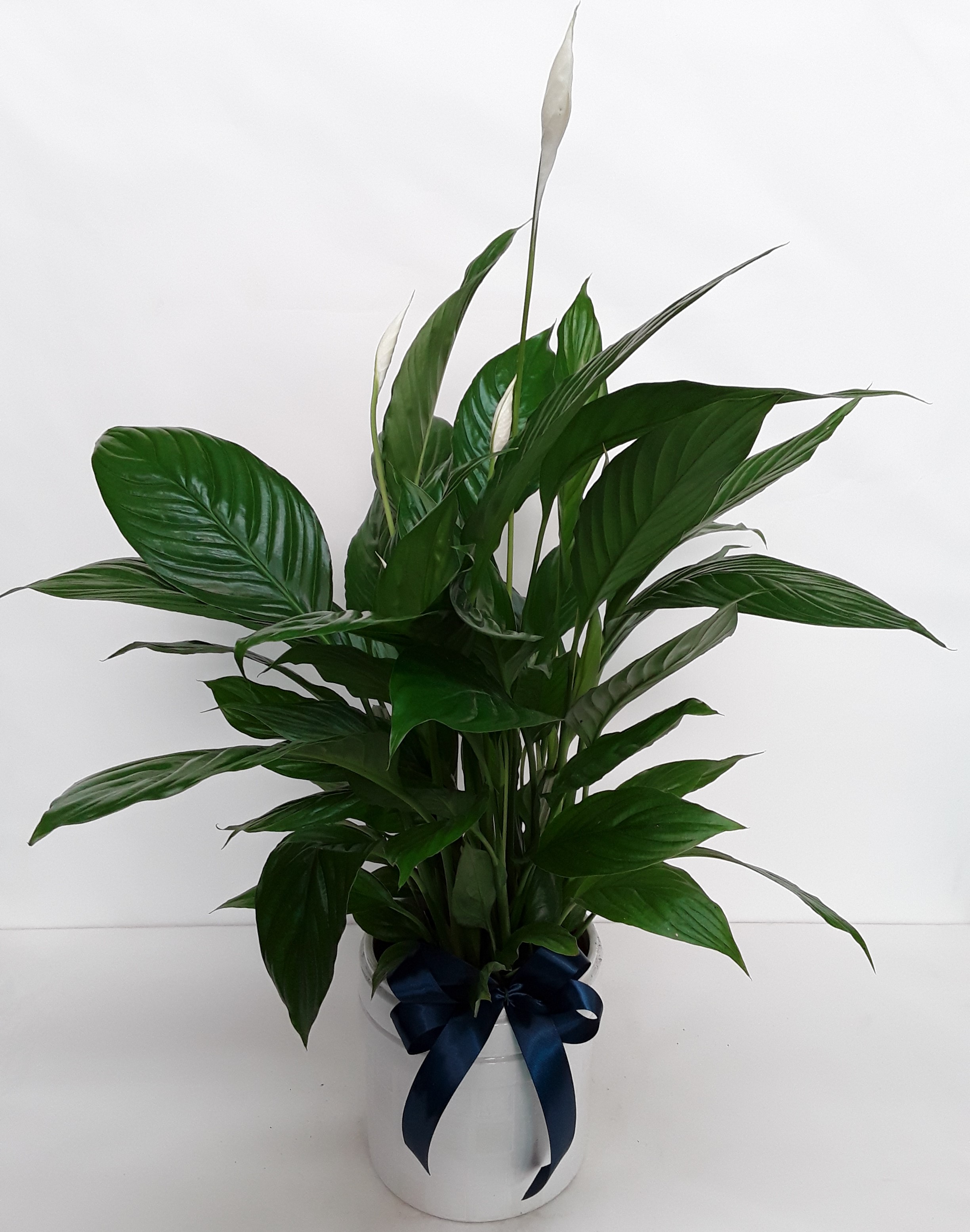 spathyphyllum in a clay pot
