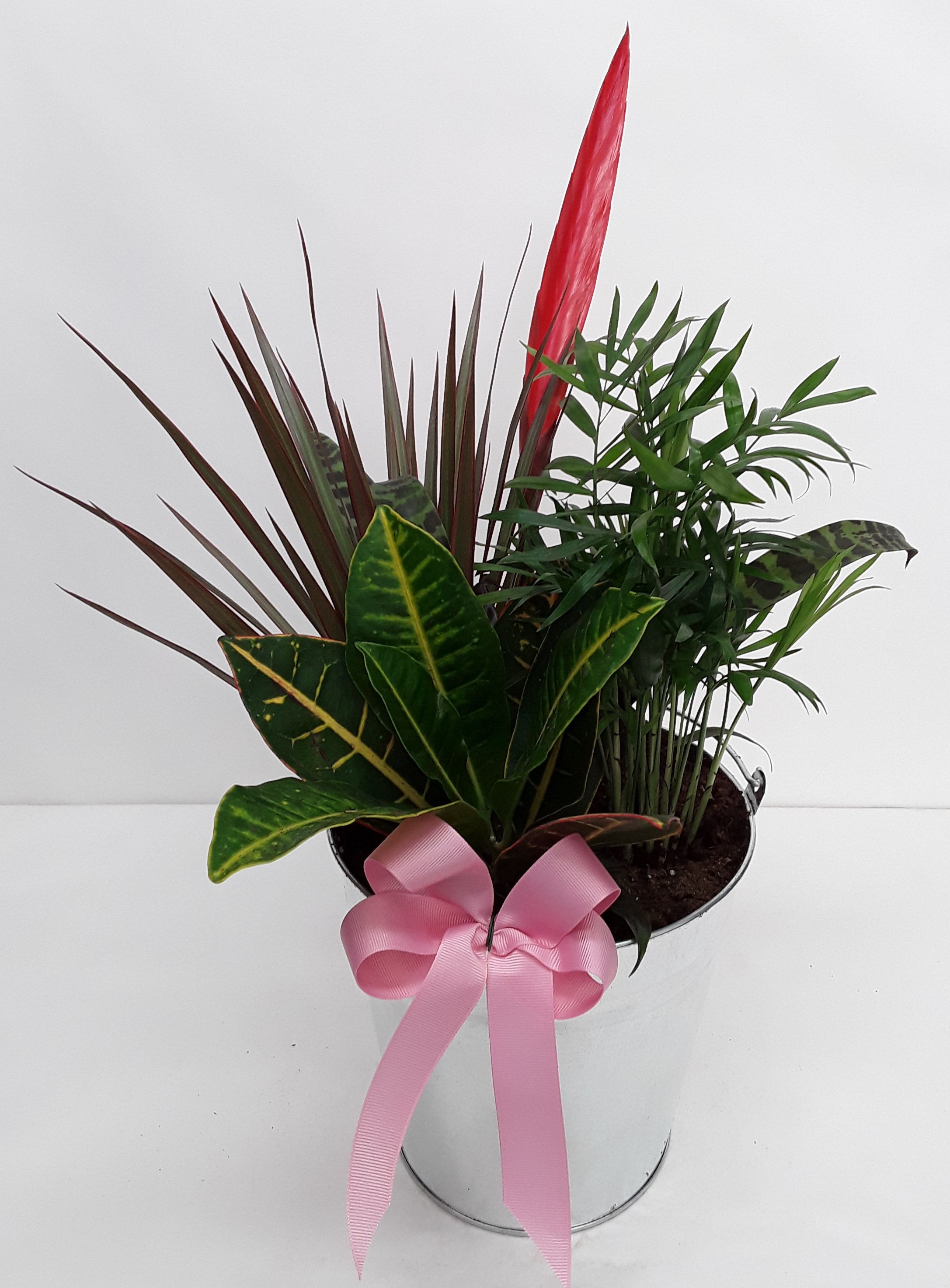 mixed plants in a pot