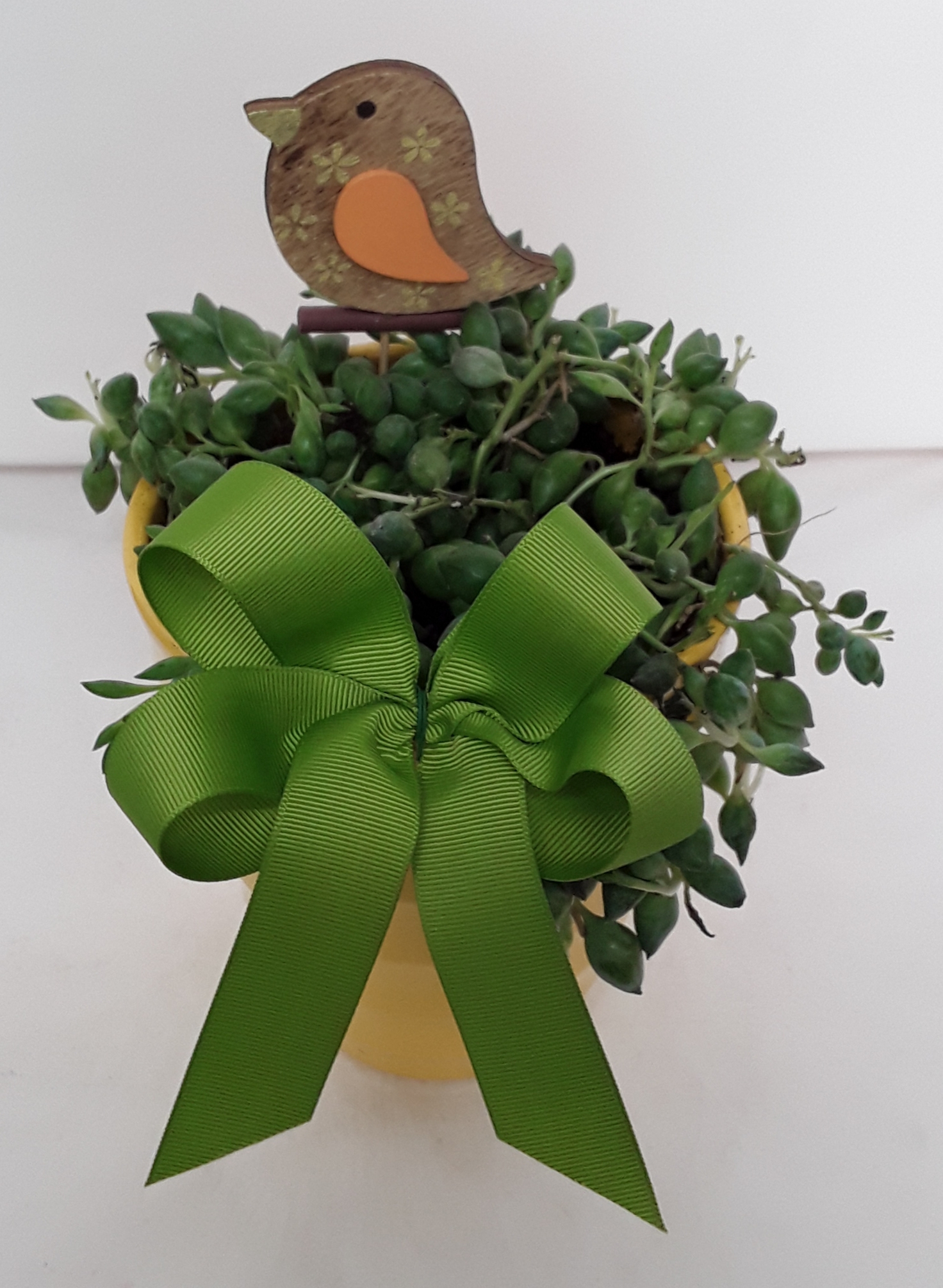 senecio plant in a!!!
