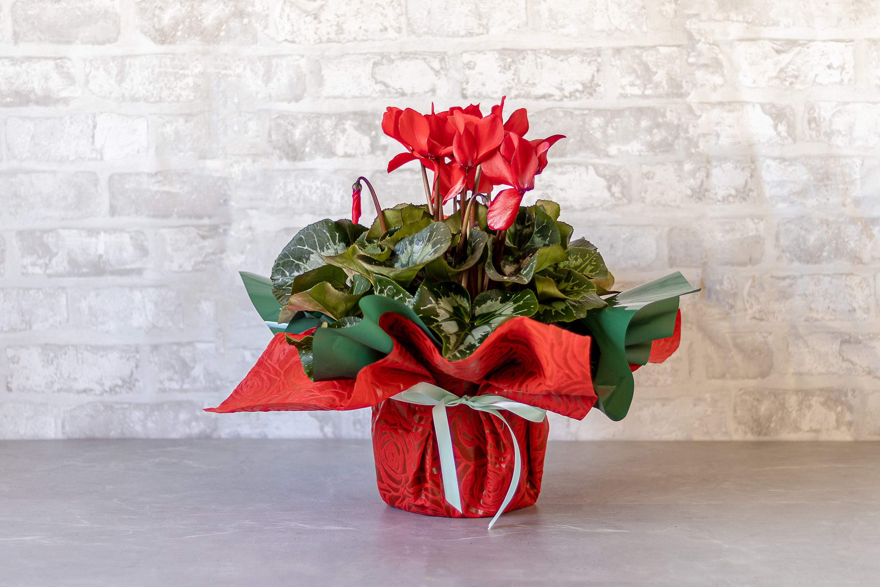 Cyclamen No1404