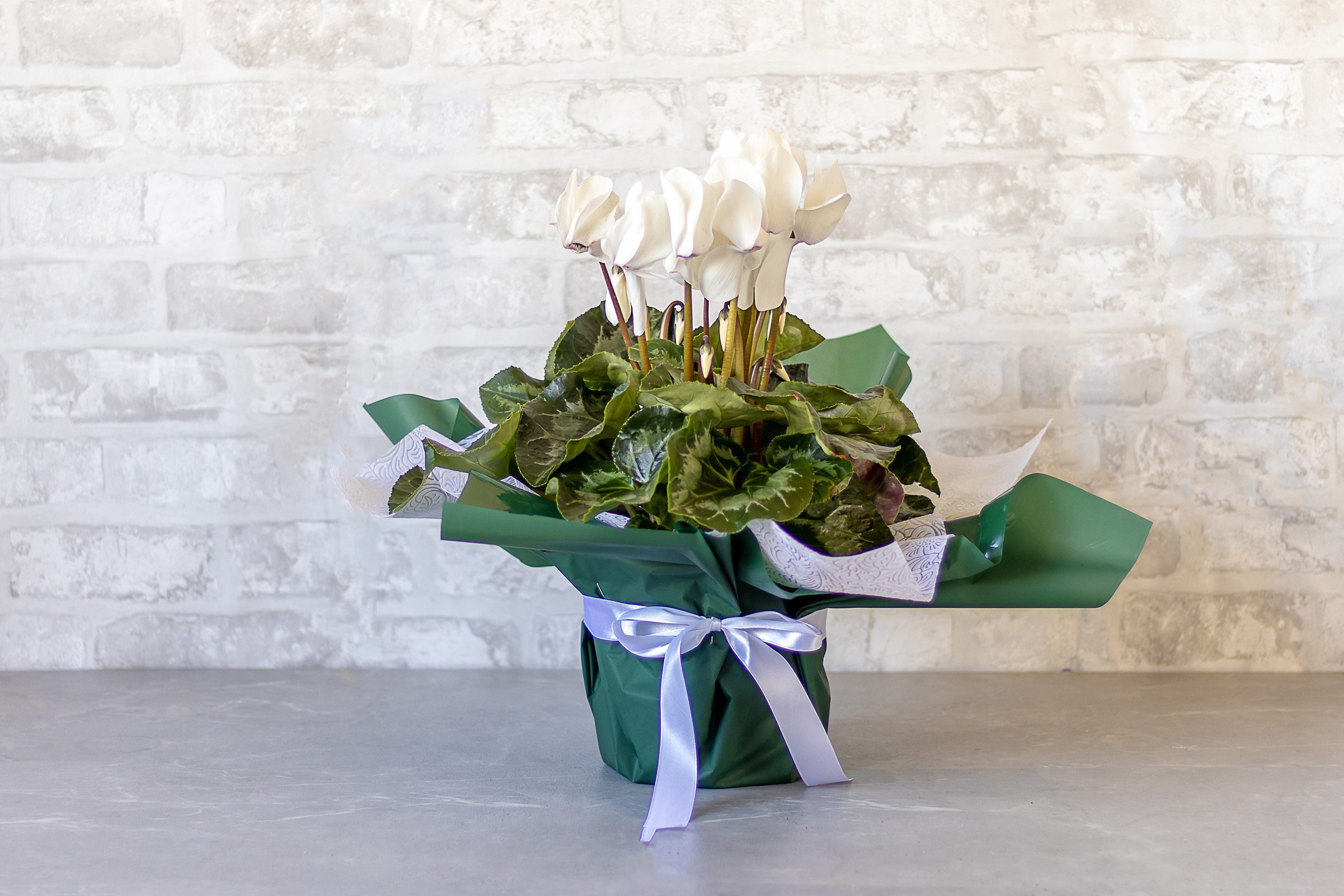 Cyclamen No1405