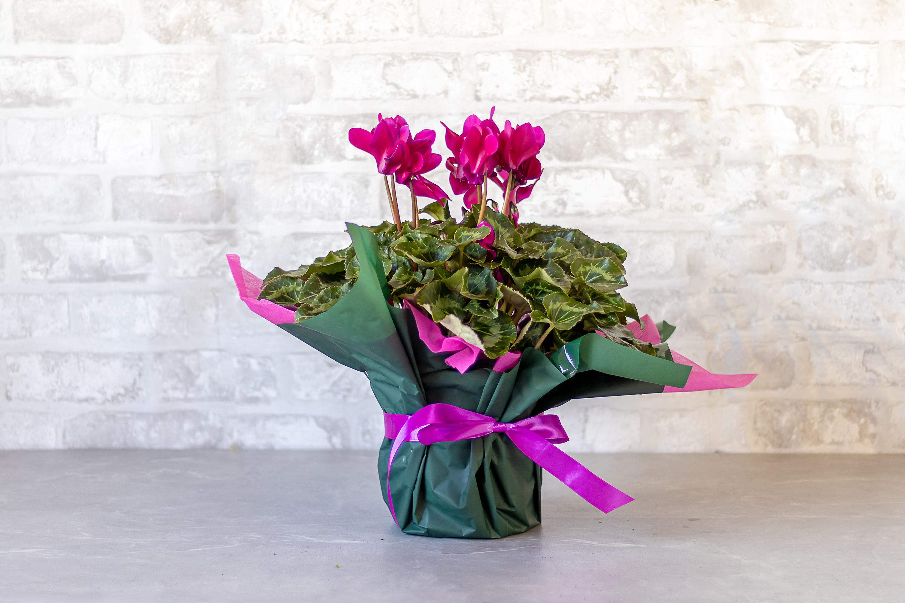 Cyclamen No1406