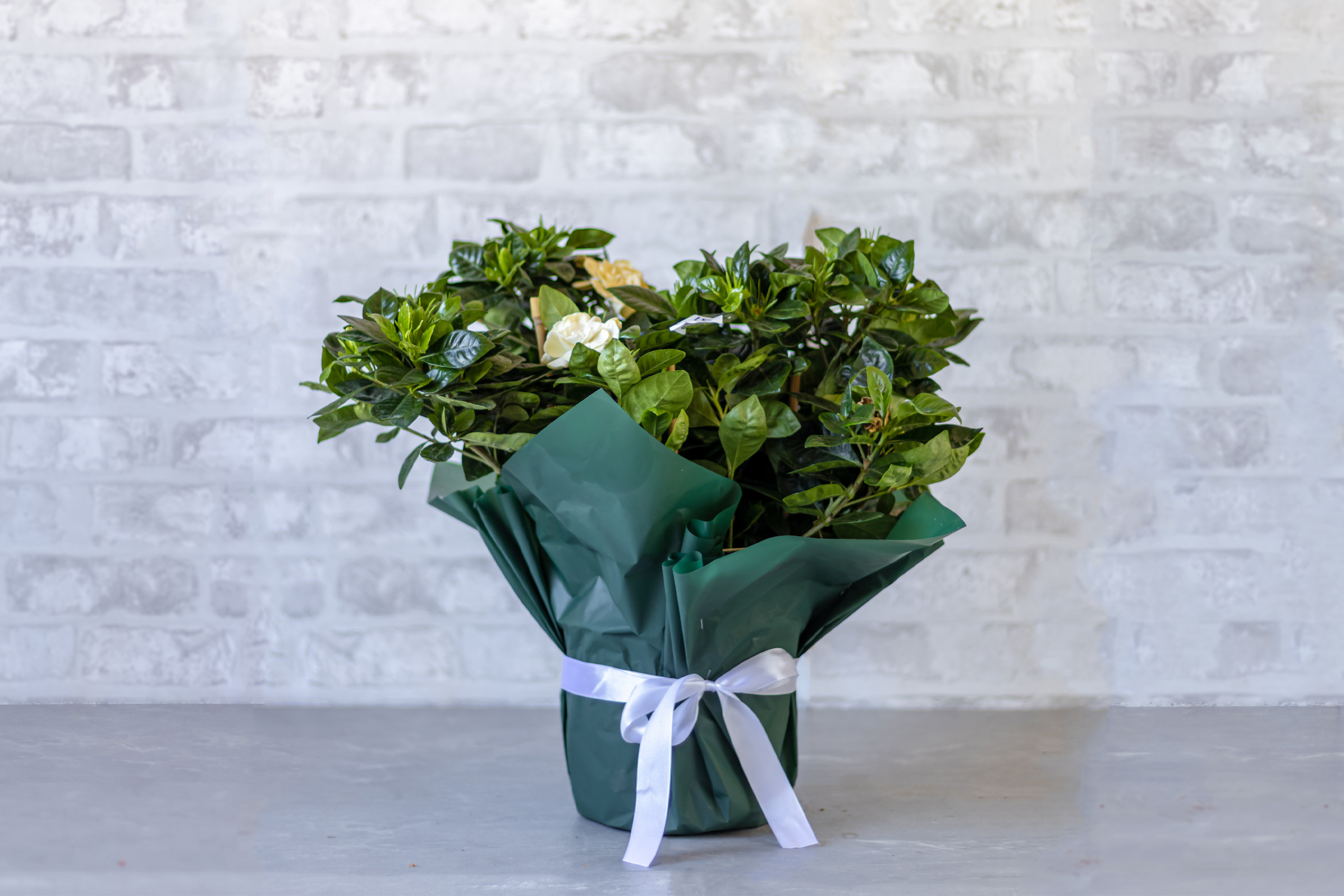 Gardenia No1407