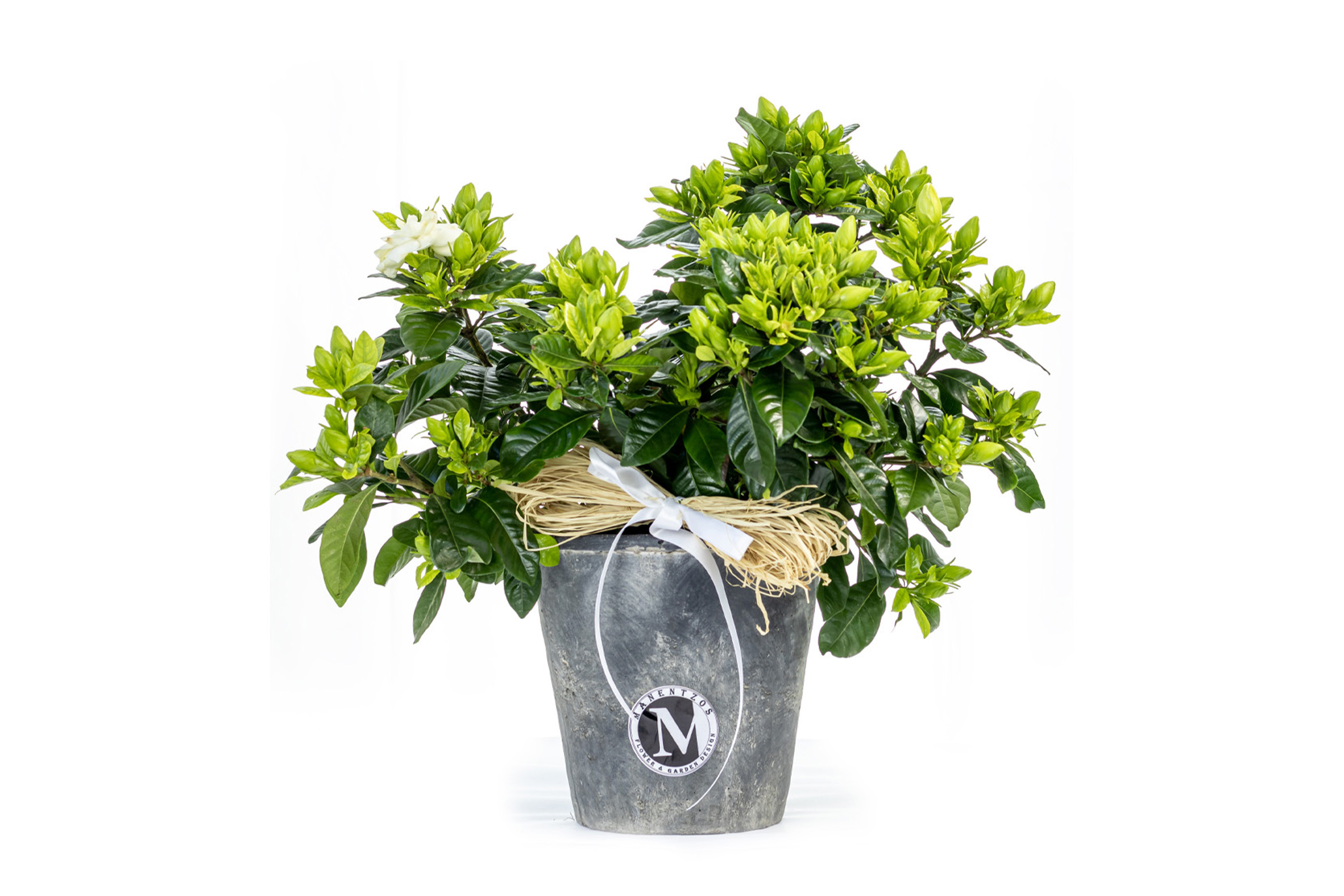 Gardenia in pot No 1408
