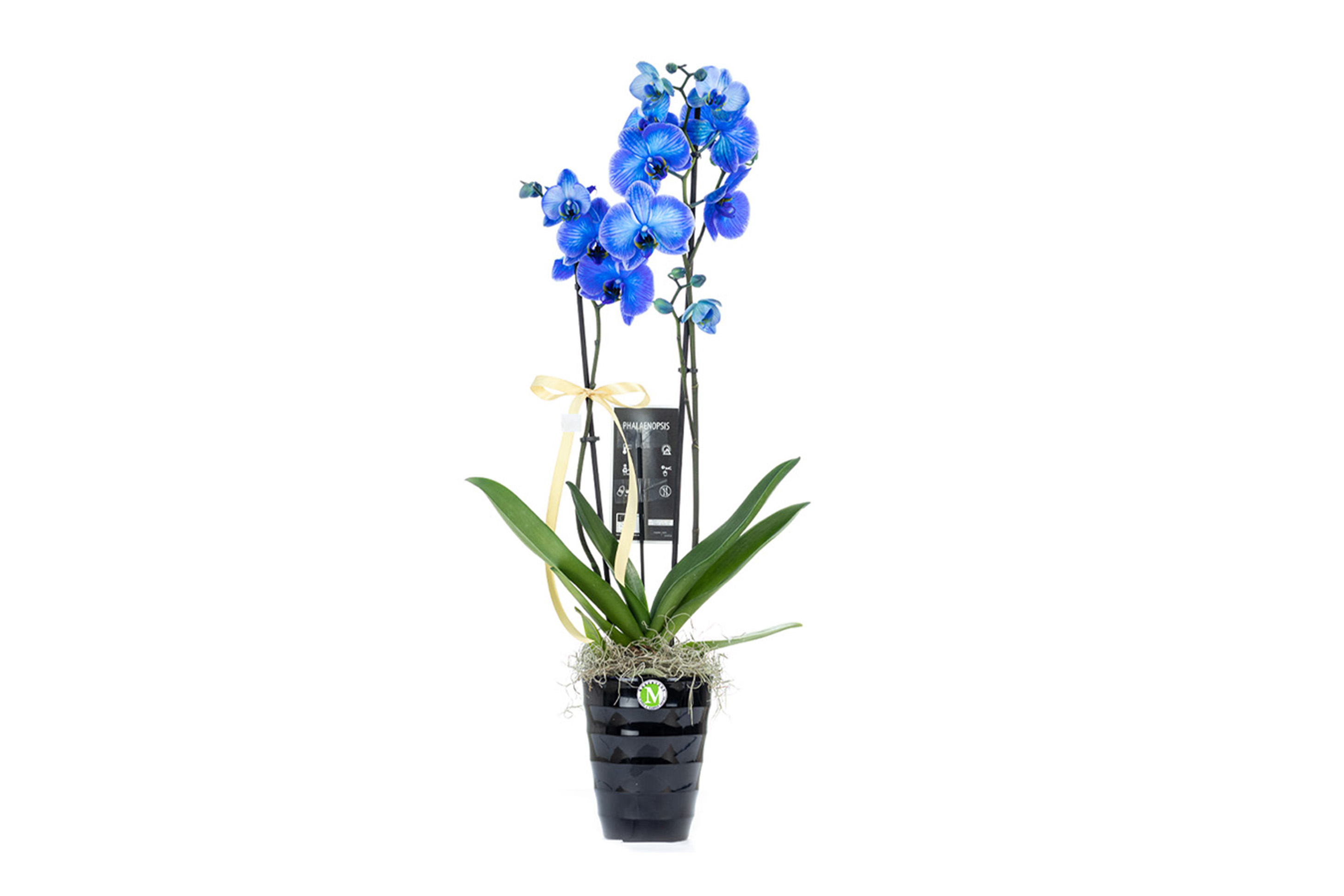 Two stems blue orchid No1518