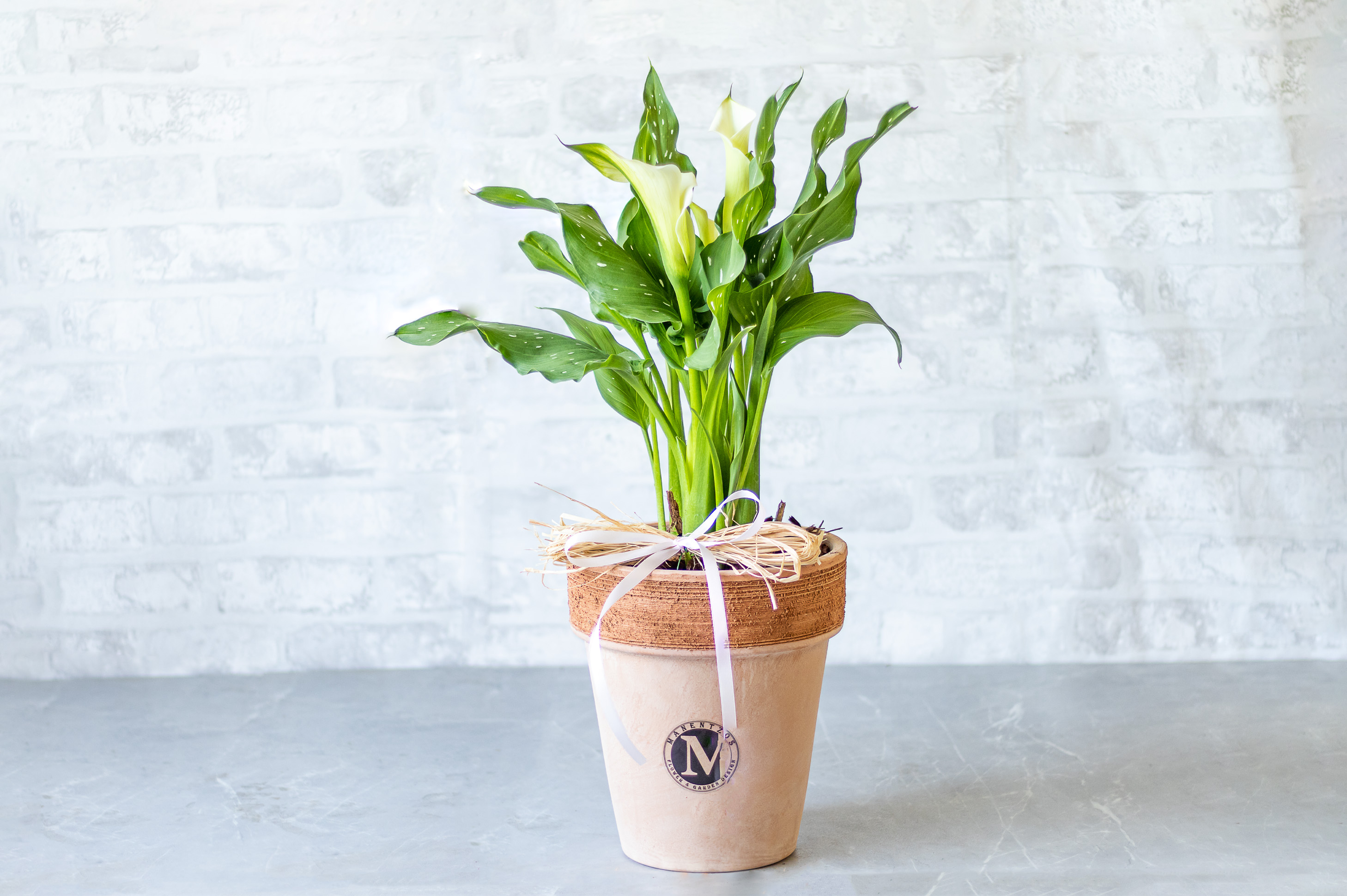 White Calla Lillie in Pot No1419