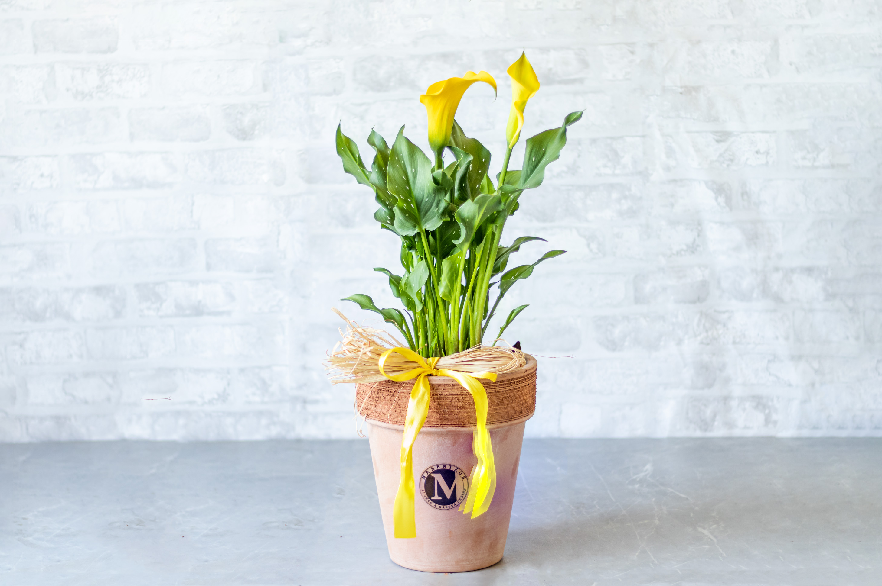 Yellow Calla Lillie in Pot No1420
