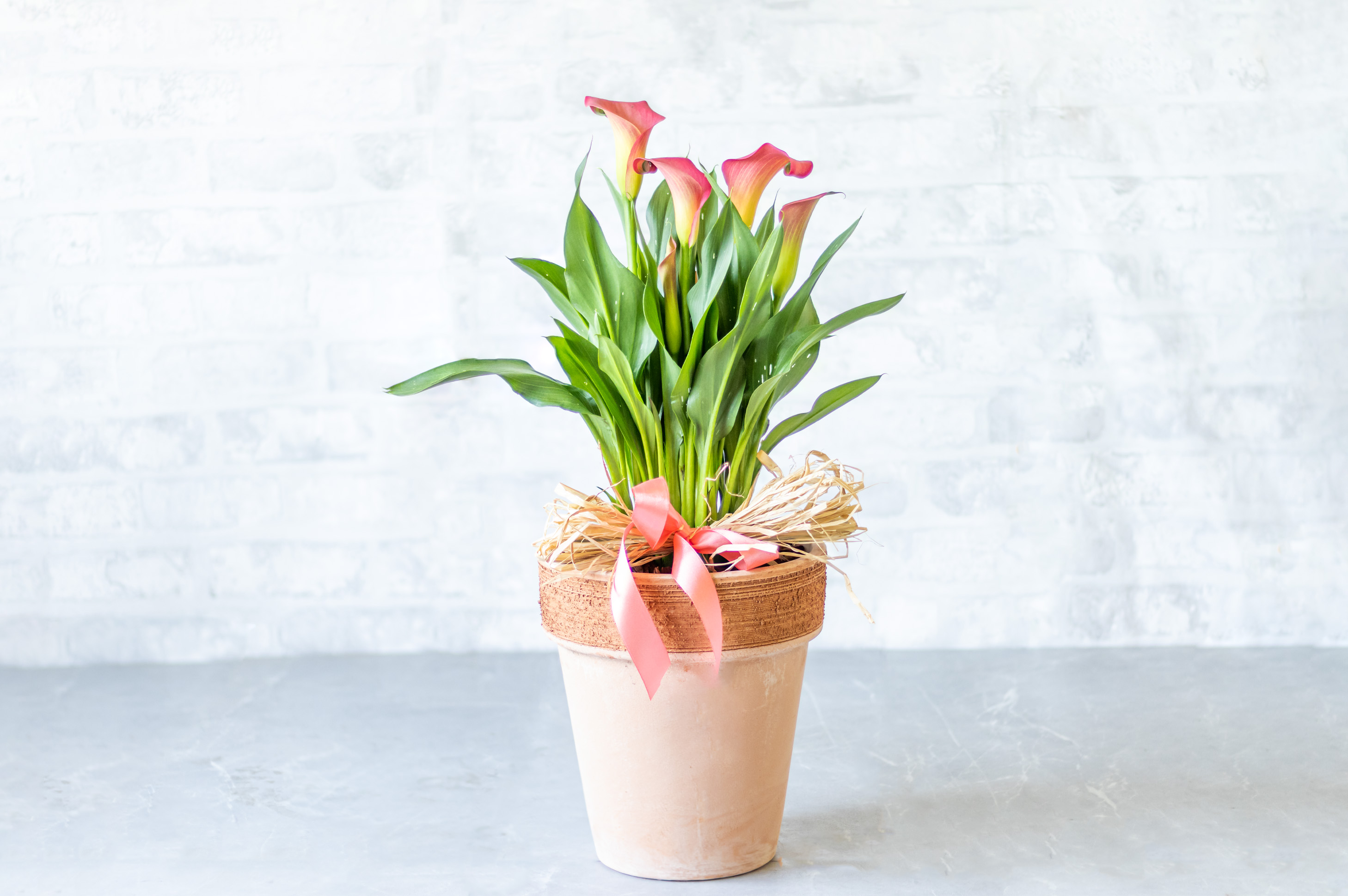 Pink Calla Lillie in Pot No1421