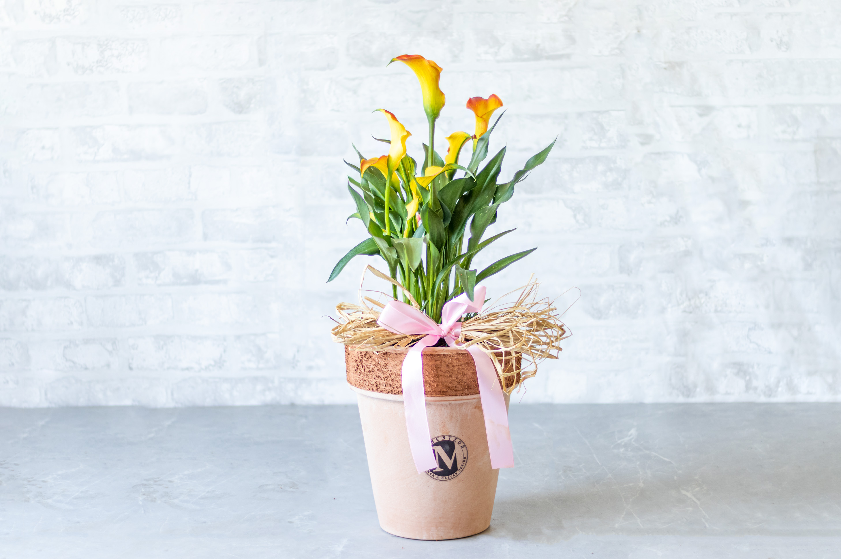 Orange Calla Lillie in Pot No1422