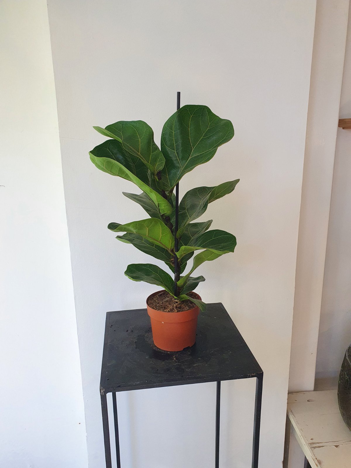Ficus Lyrata small  - Plant In Pot