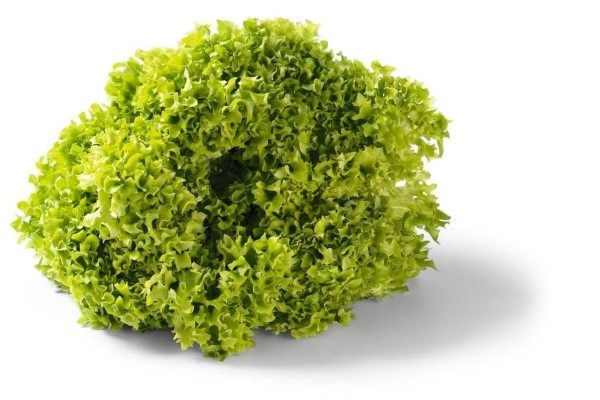 Lolo Bianco (Green) Per Piece