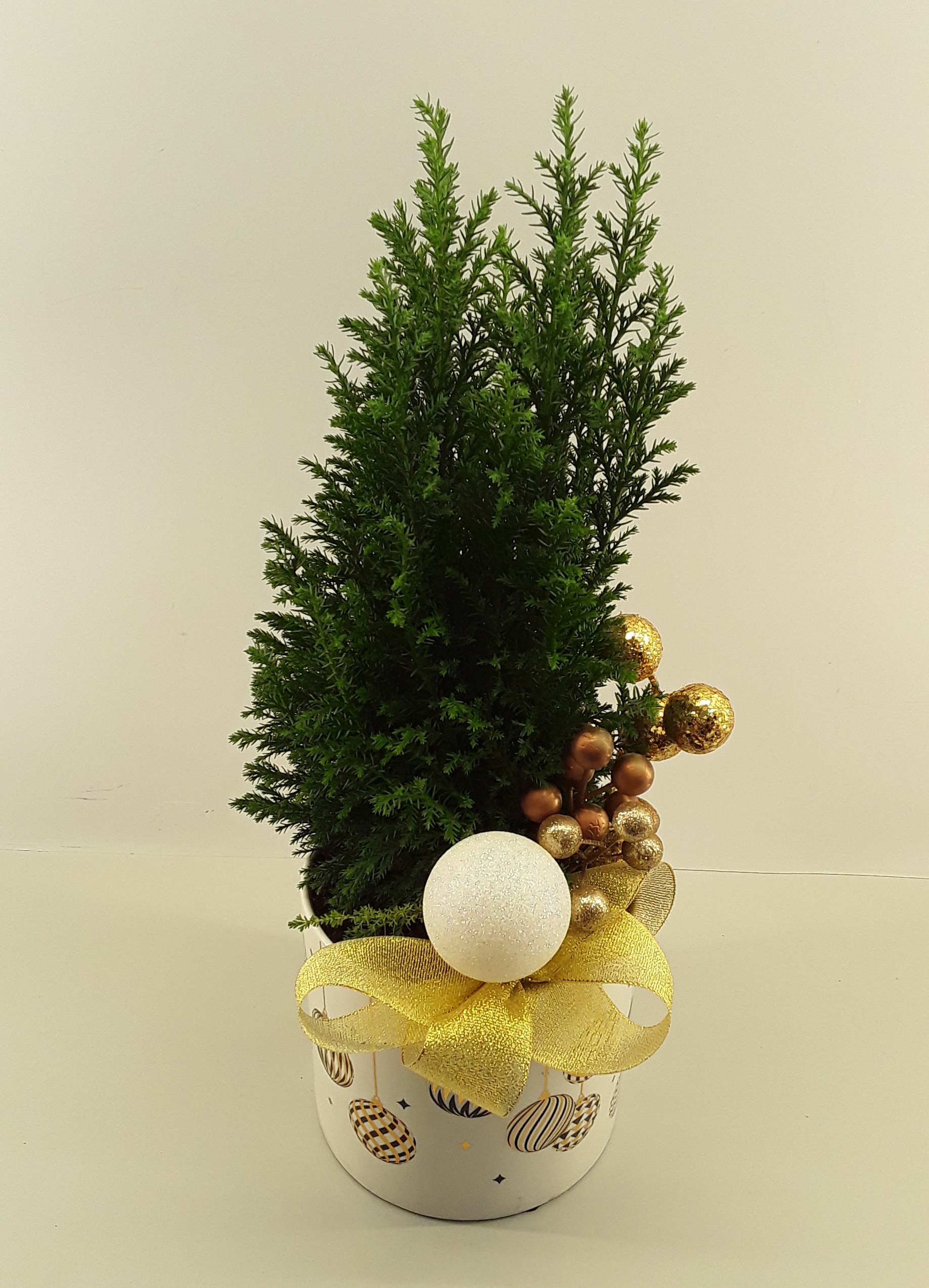 C04--Fir tree in a Christmas White Pot