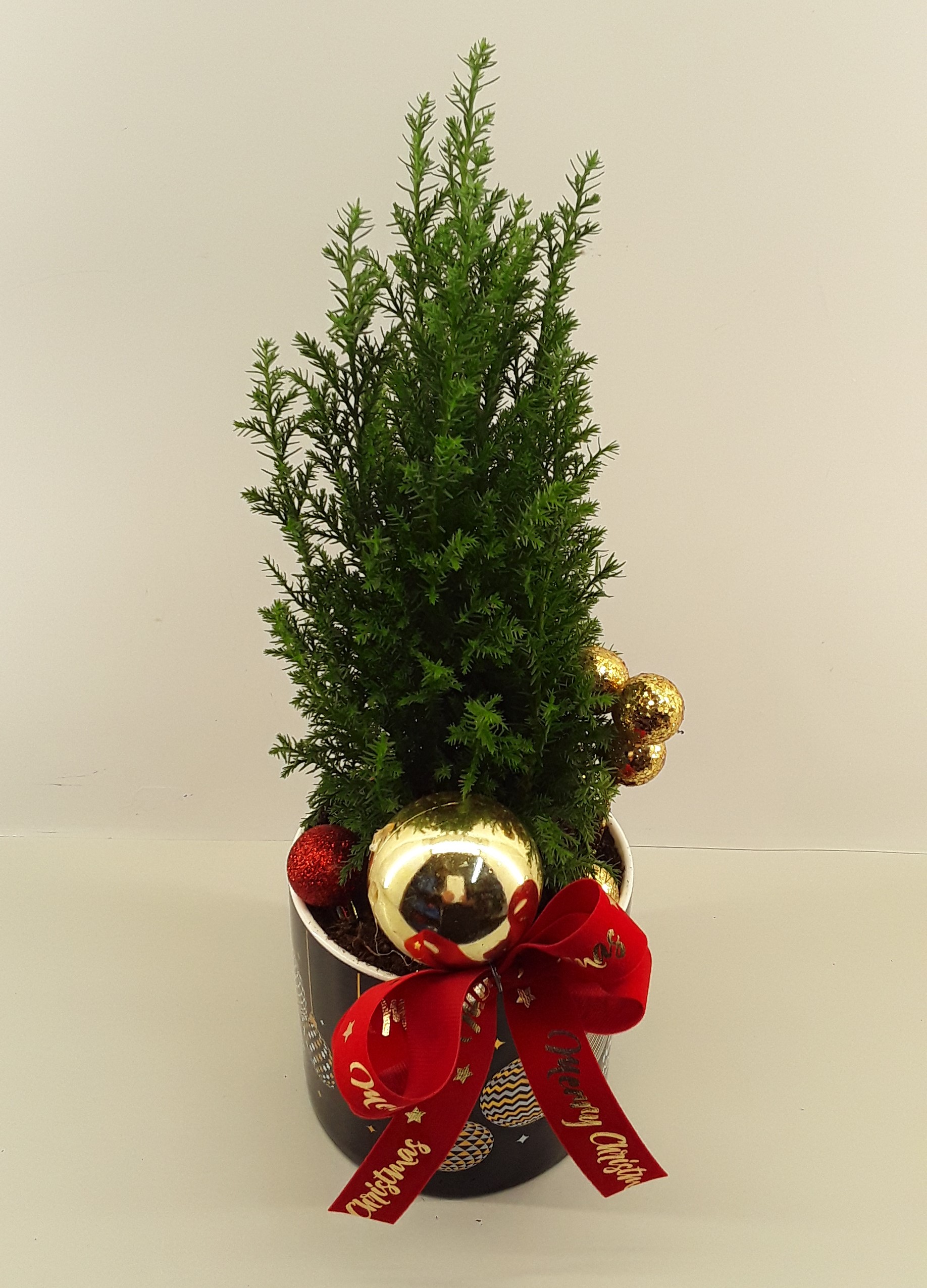 C05--Fir tree in a Christmas Black Pot
