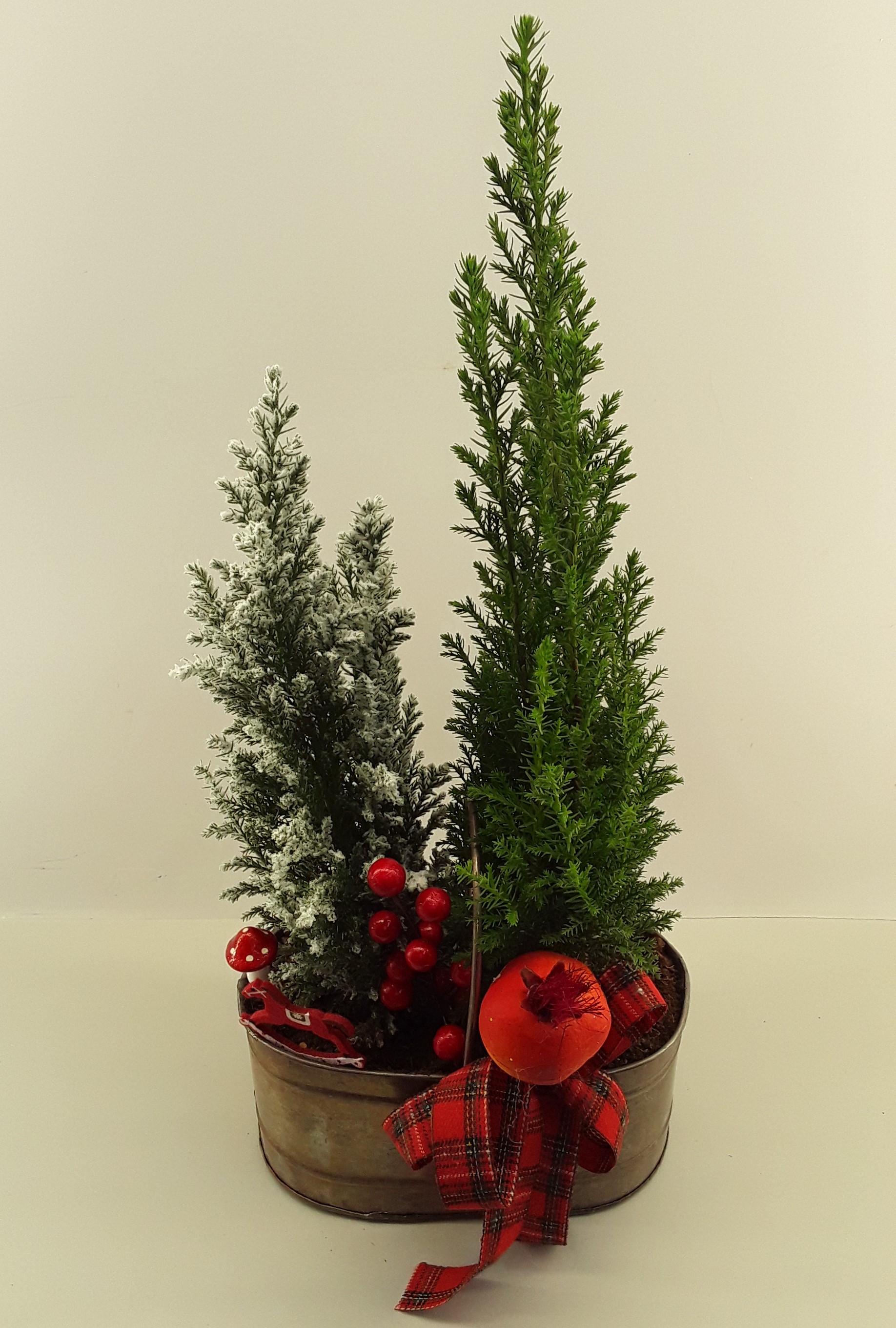 C06--Fir trees in a pot