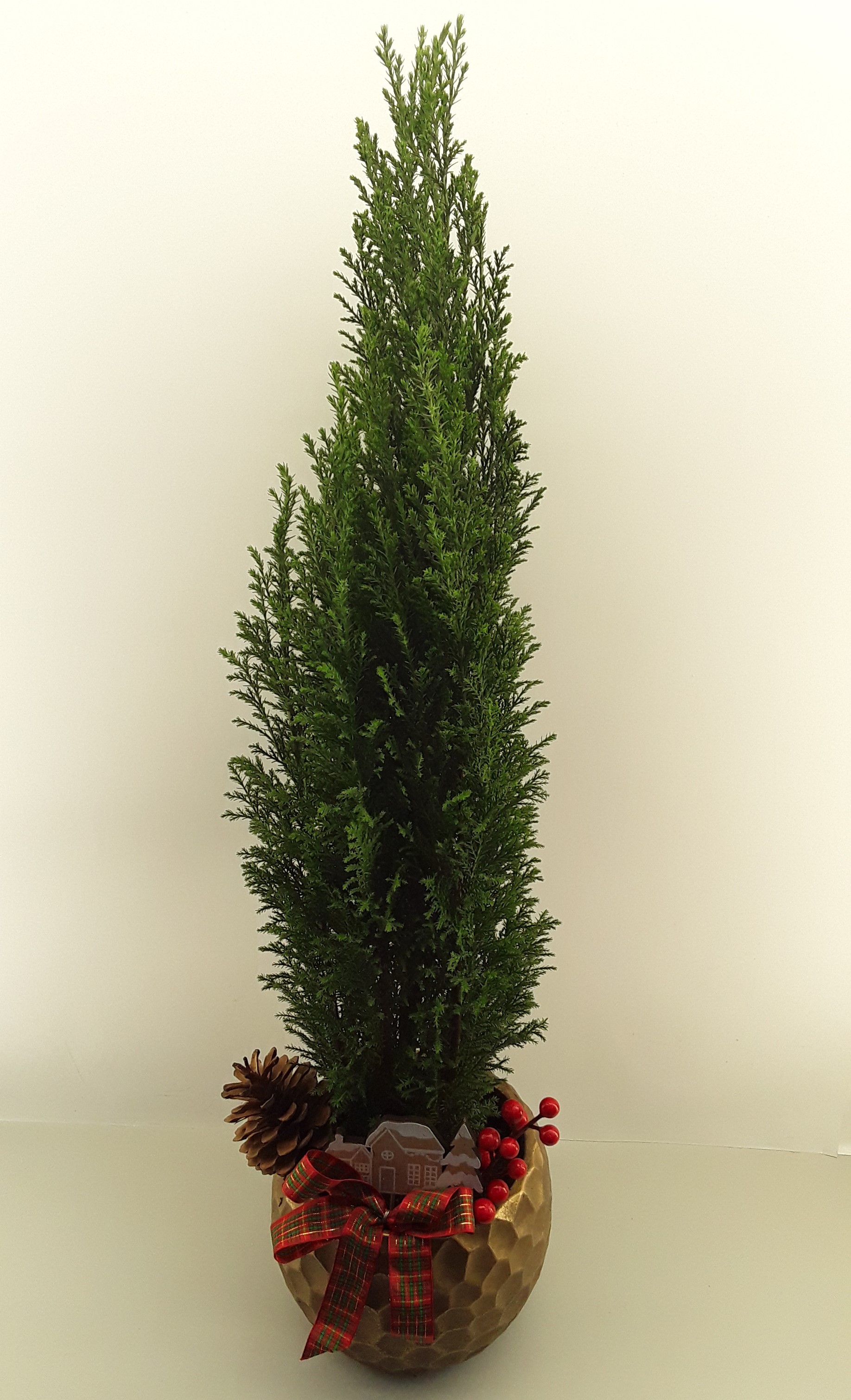 C08--Fir tree in a Christmas decoration
