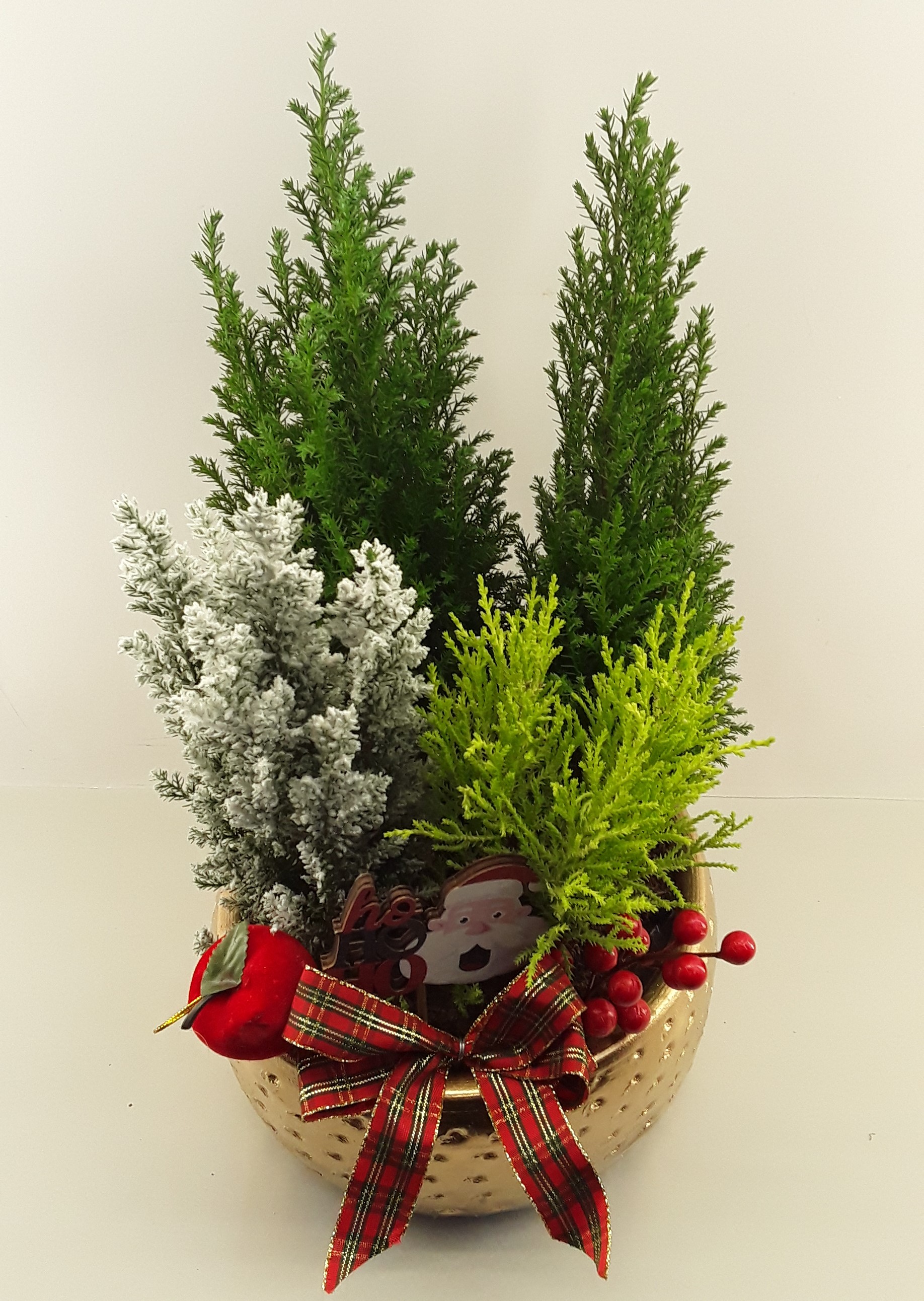 C10--Fir trees in a Christmas decoration