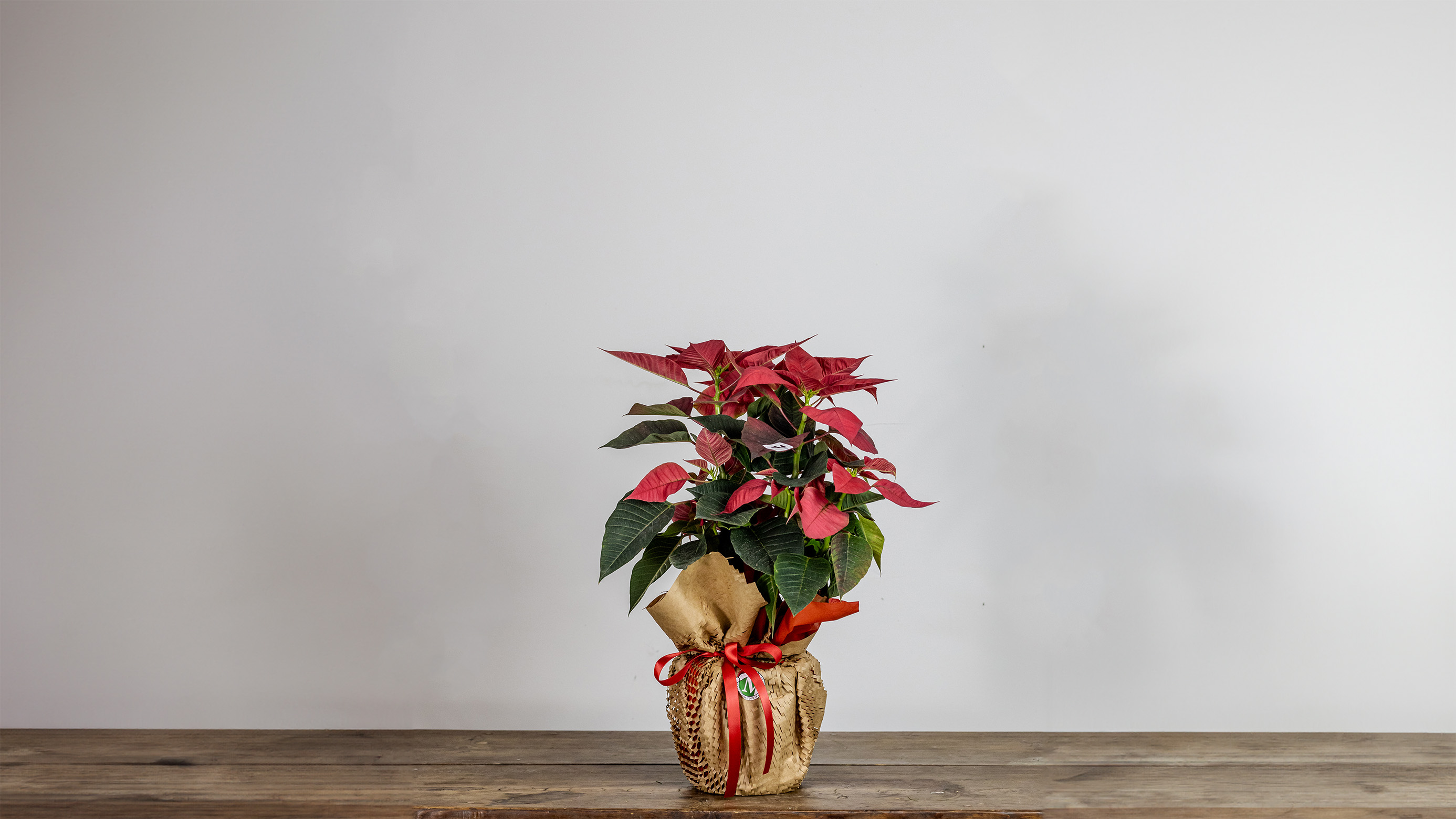 Poinsettia Wrapped No2009