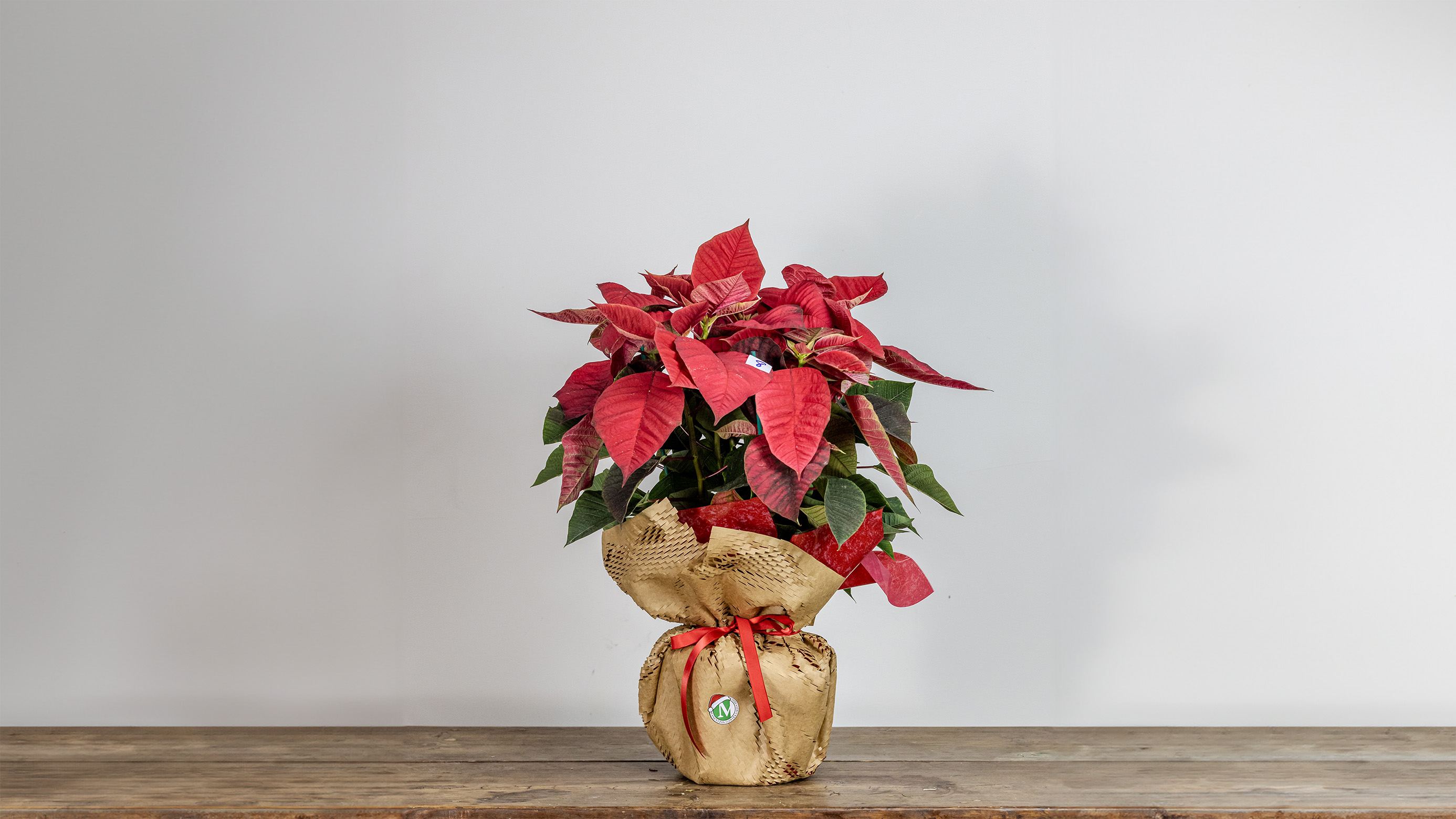 Poinsettia Wrapped No2008