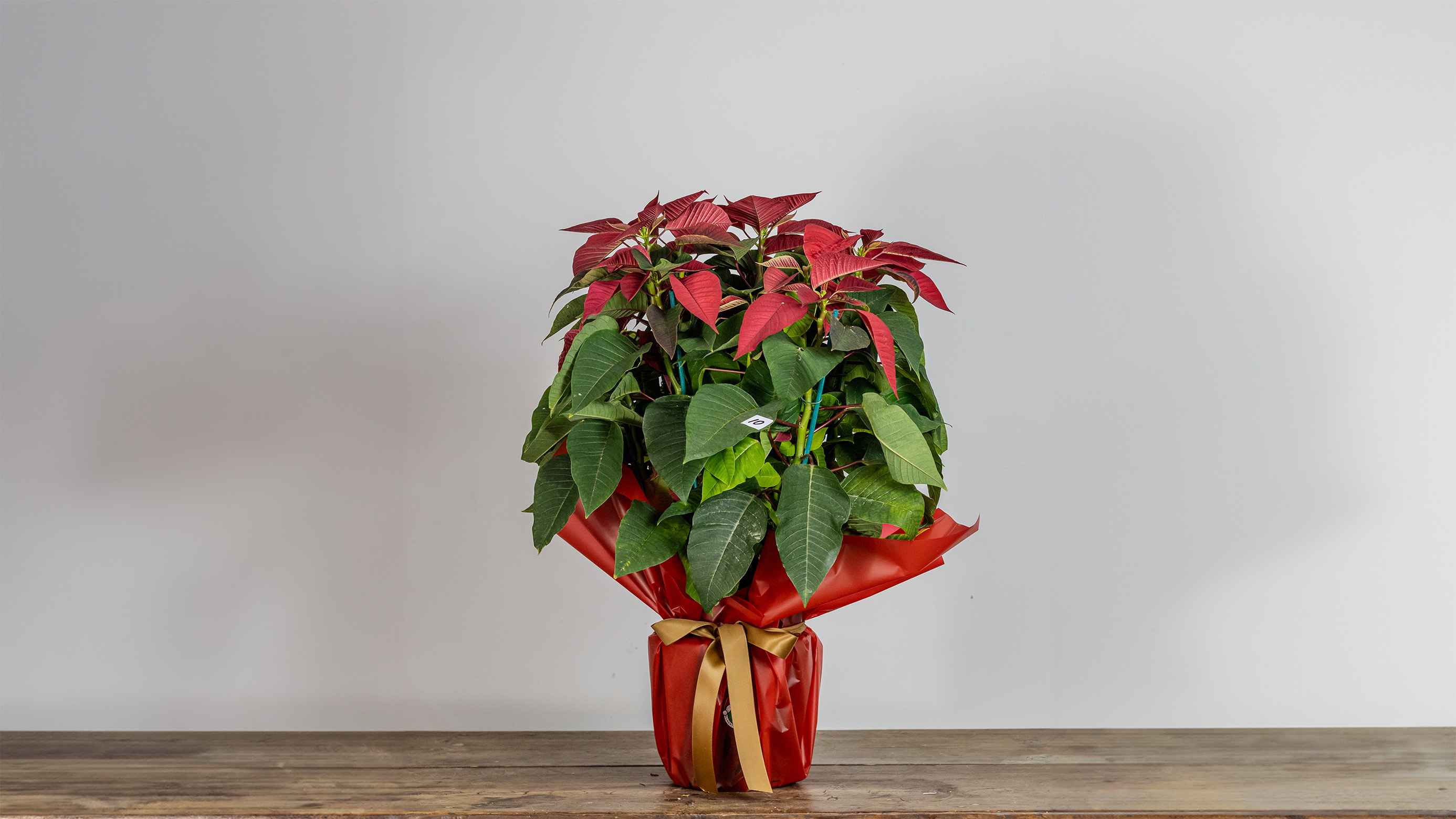 Poinsettia Wrapped No2007