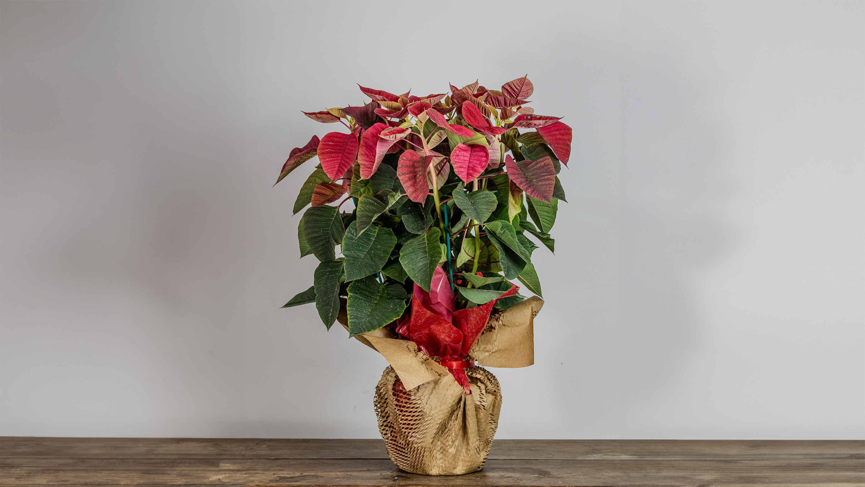 Poinsettia Wrapped No2006