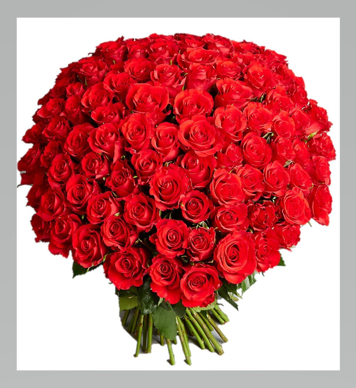 B2446--100  red roses bouquet