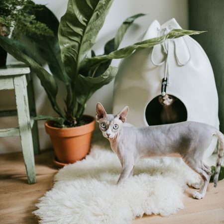 District 70 Casa Merengue Cat Bedding