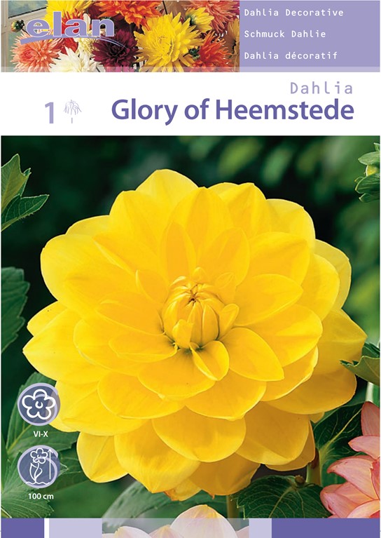Bulb Dahlia Glory Of Heemstede 1Pc