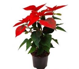 Poinsetia Real Plant 10,5Cm