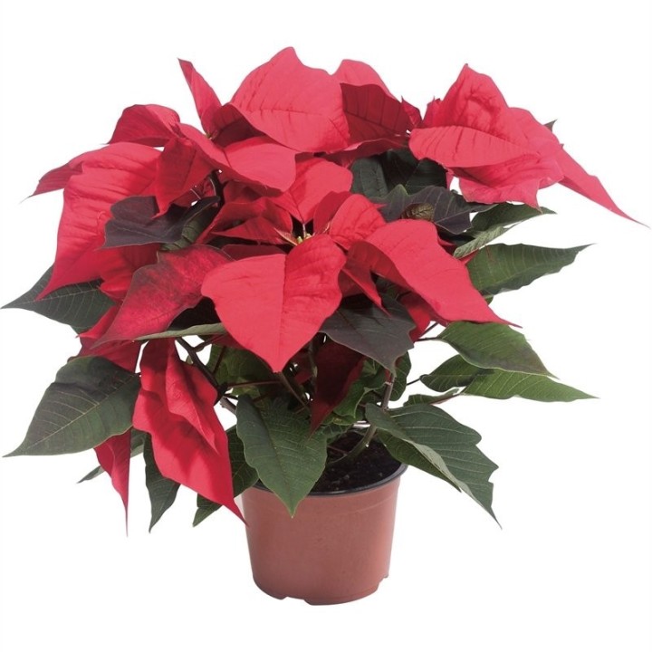 Poinsetia Real Plant 1.5Ltr