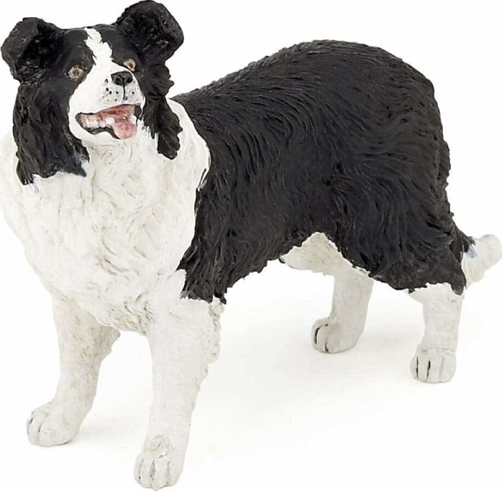 PAPO BORDER COLLIE ΚΟΛΕΥ