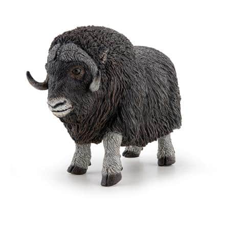 PAPO MUSKOX ΜΟΣΧΟΒΟΥΣ