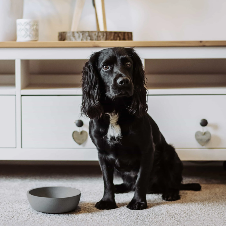 District 70 BambooDog Bowl/ Dark Grey Medium