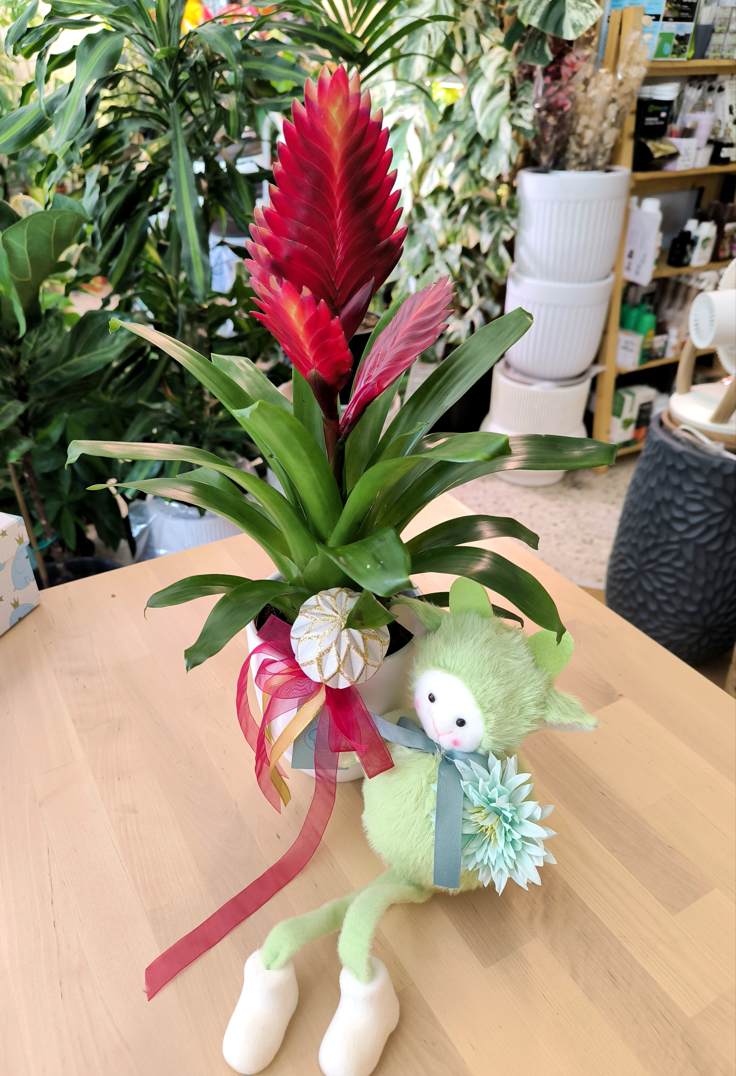 ❤️ Bromeliad Vriesea (Red Bloom)