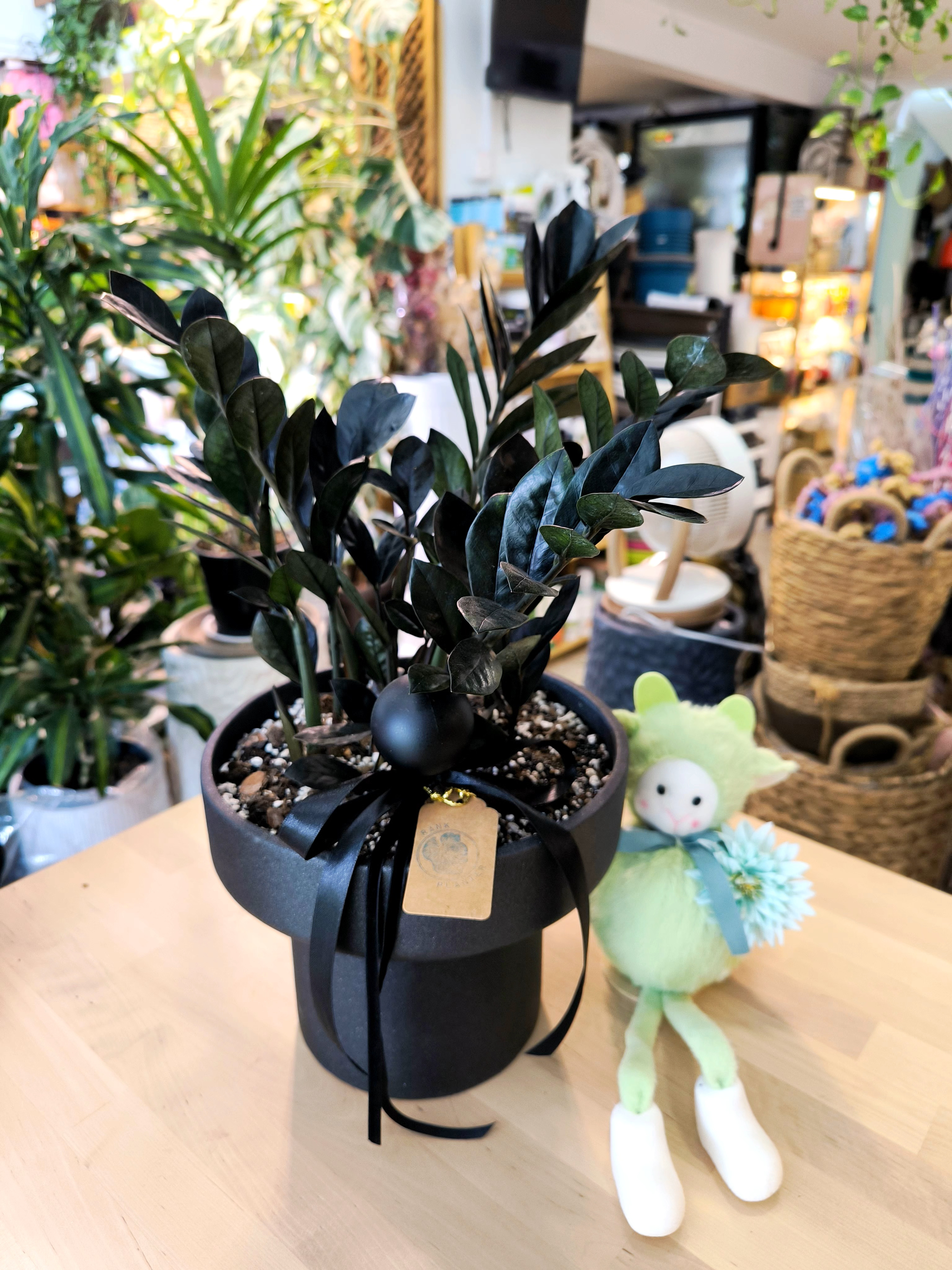 🖤 Gothic Zamioculcas Black Raven (Black ZZ Plant) 