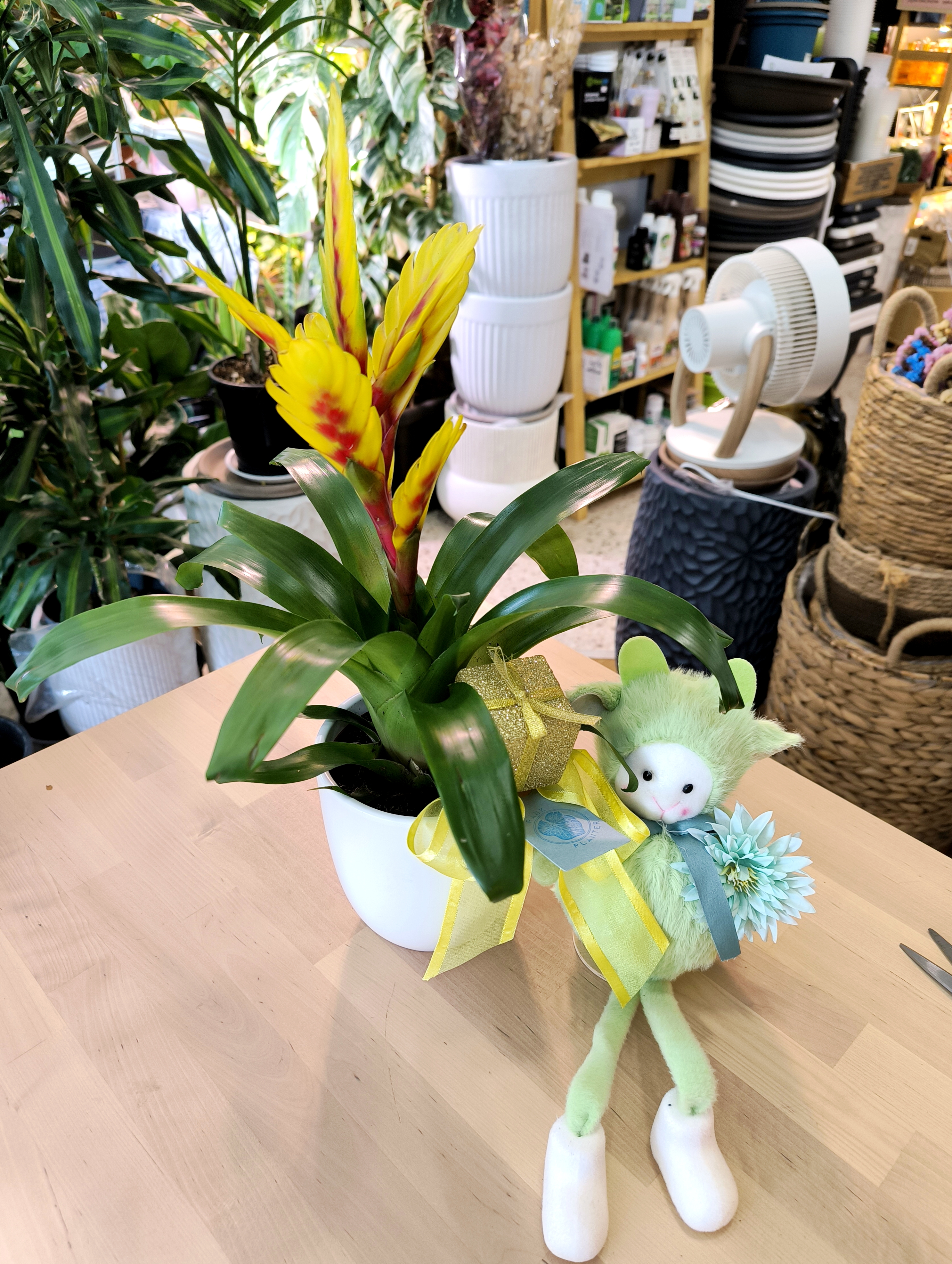 Bromeliad Guzmania (Yellow-Red Bloom)