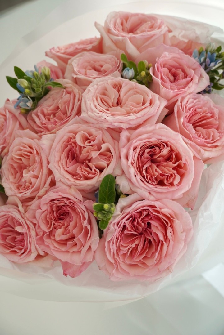 Pink Ohara Roses