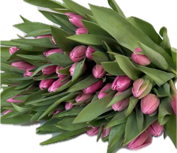 Pink Tulips