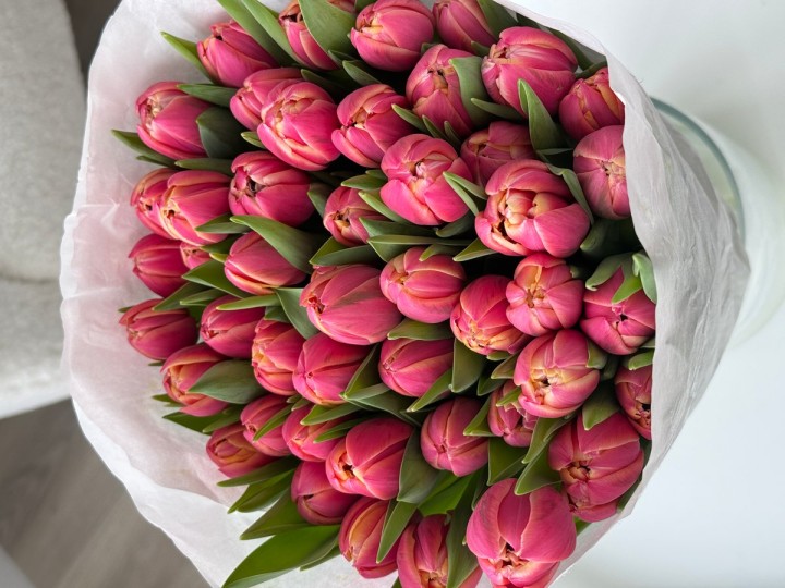 Columbus Tulips