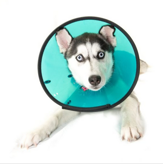 Smart Collar Aids Recovery  Protects - 20gr