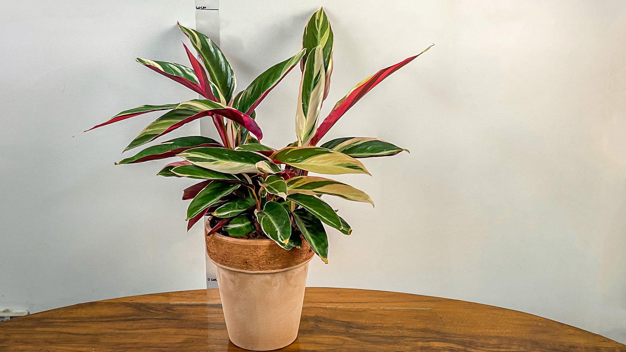 Calathea In Ceramic Pot No 1432