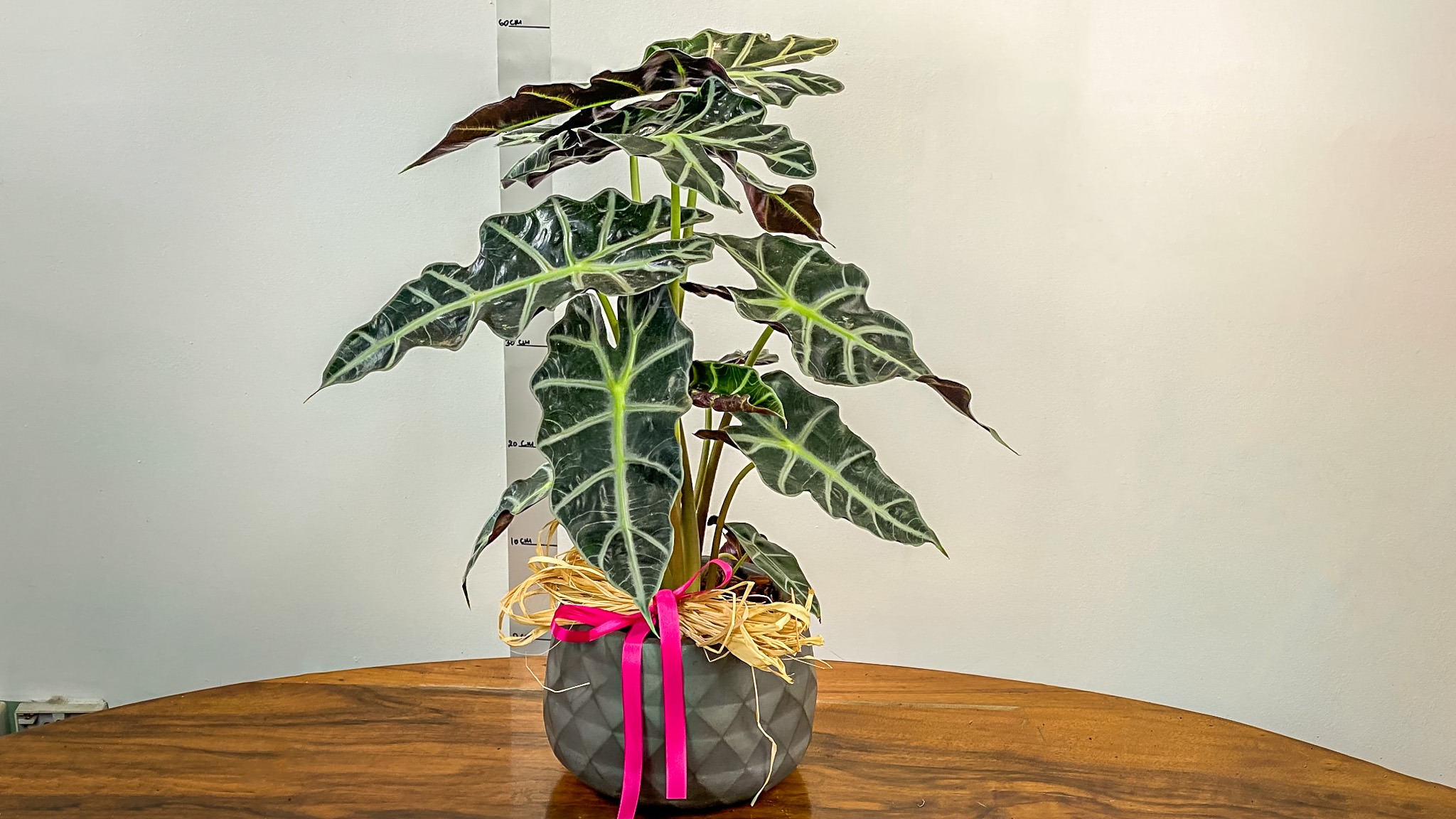 Calathea In Modern Pot No 1437