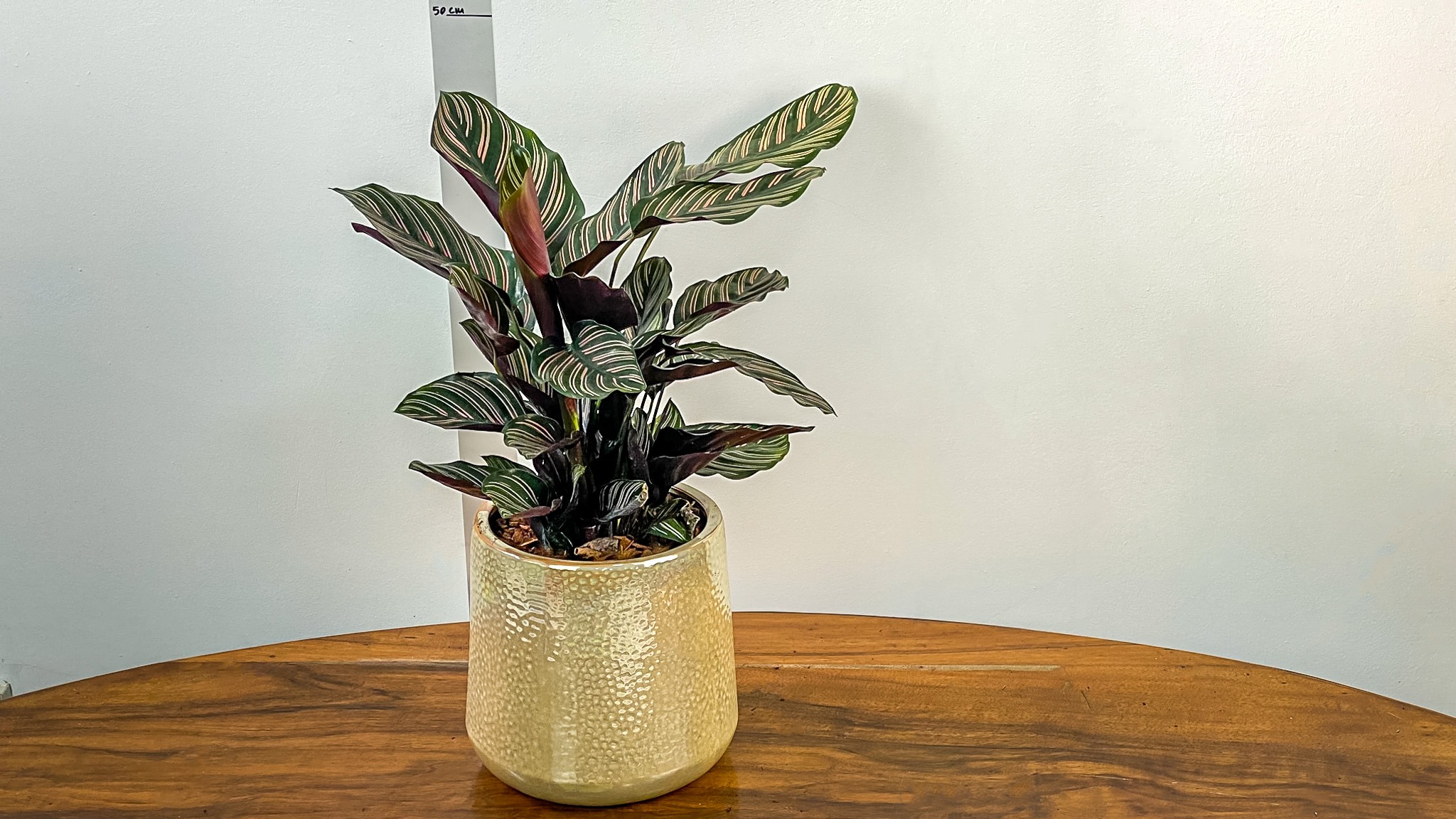 Calathea In Gold Pot No1439