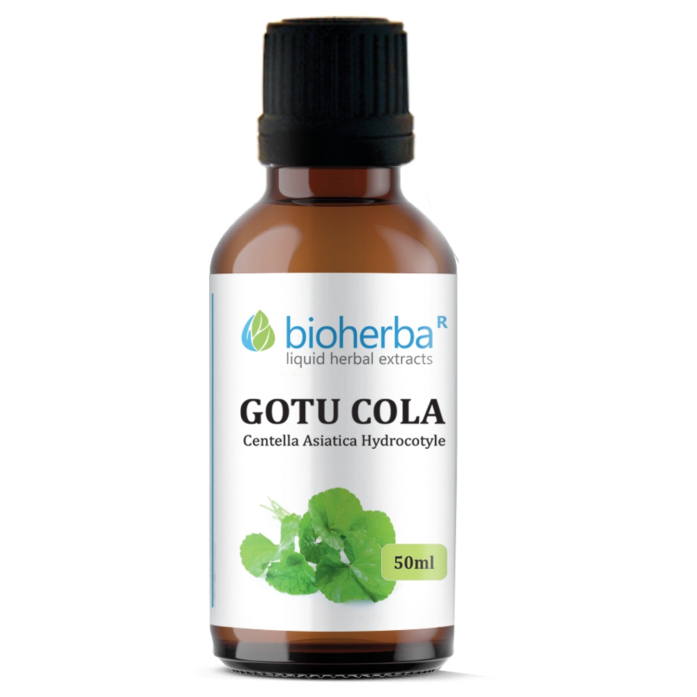 Gotu Cola Tincture, 50 ml, Bioherba
