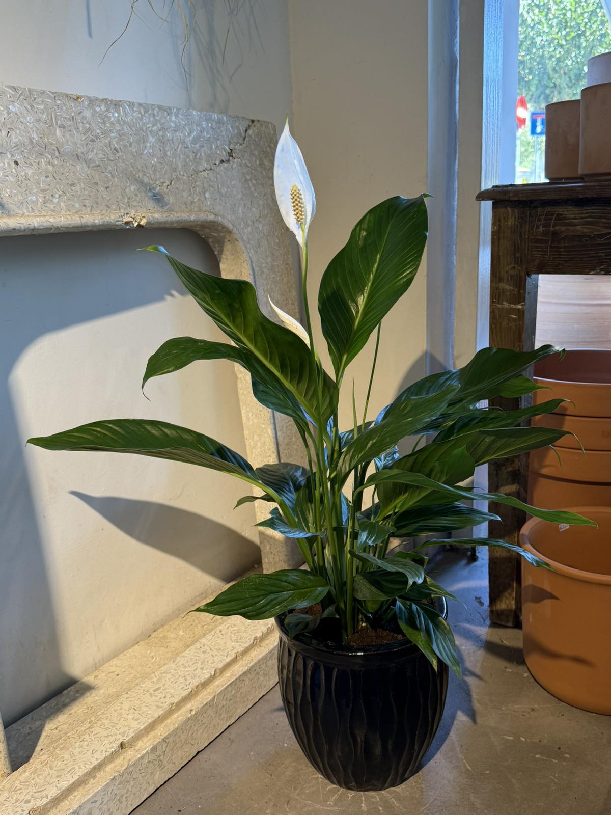 Peace Lilly in blue-black Pot