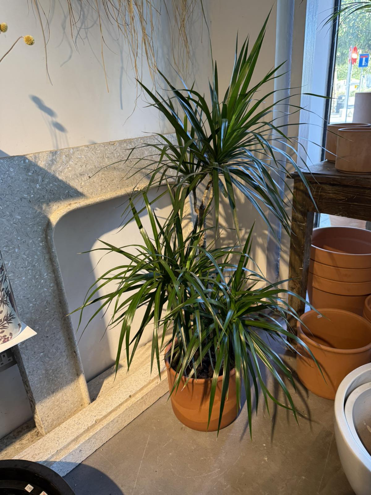 Dracaena in terracotta  Pot