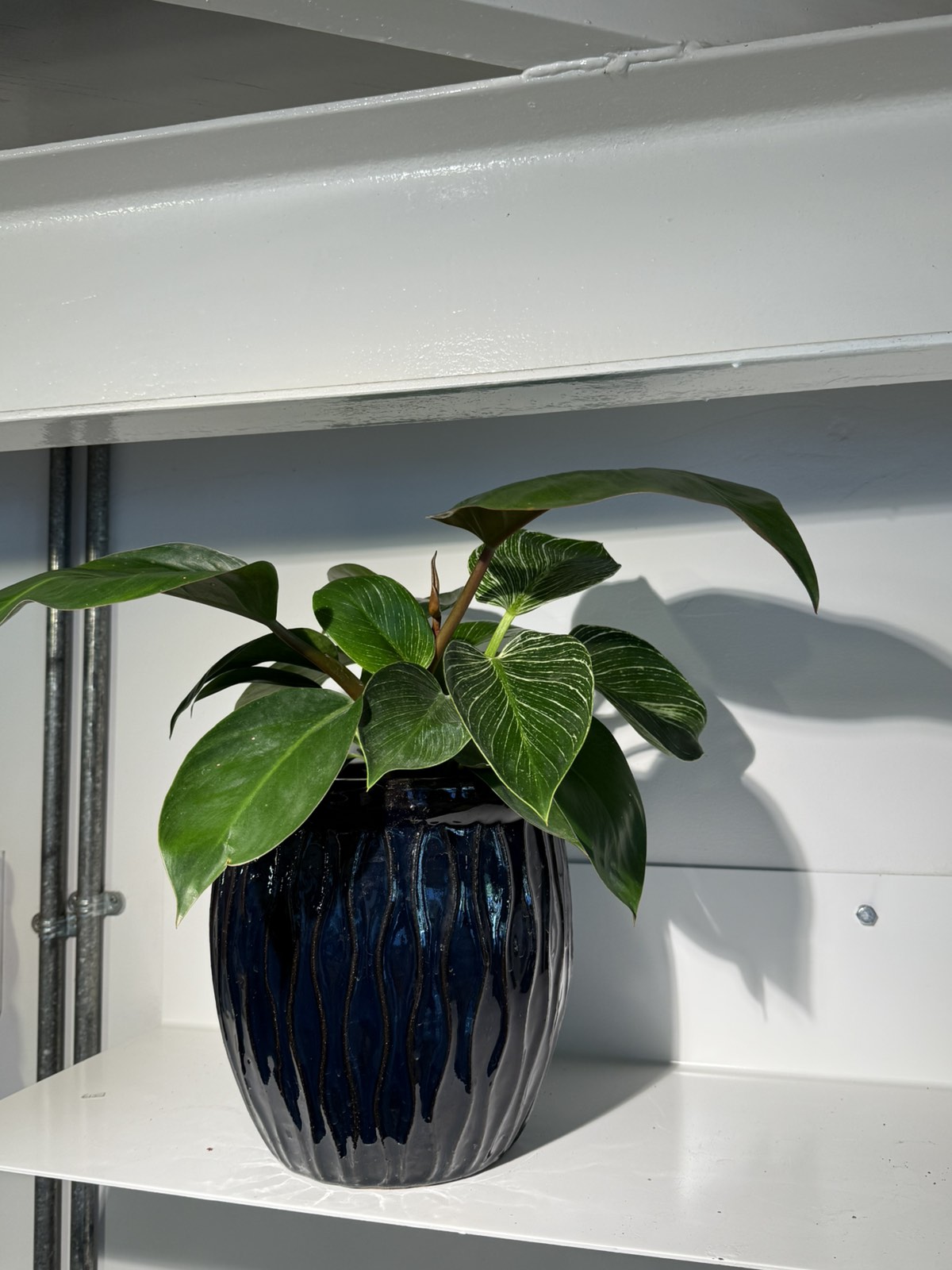 Philodendron in blue-black ceramic pot