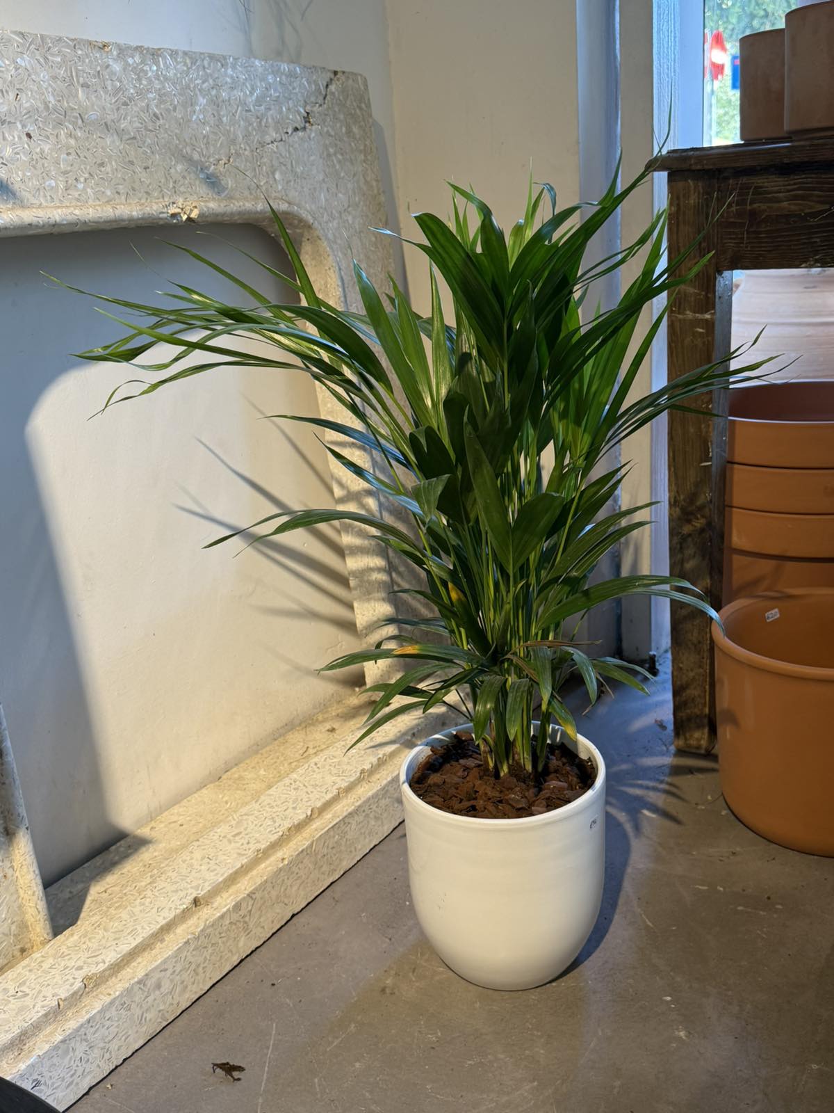 Areca plant in white ceramic pot