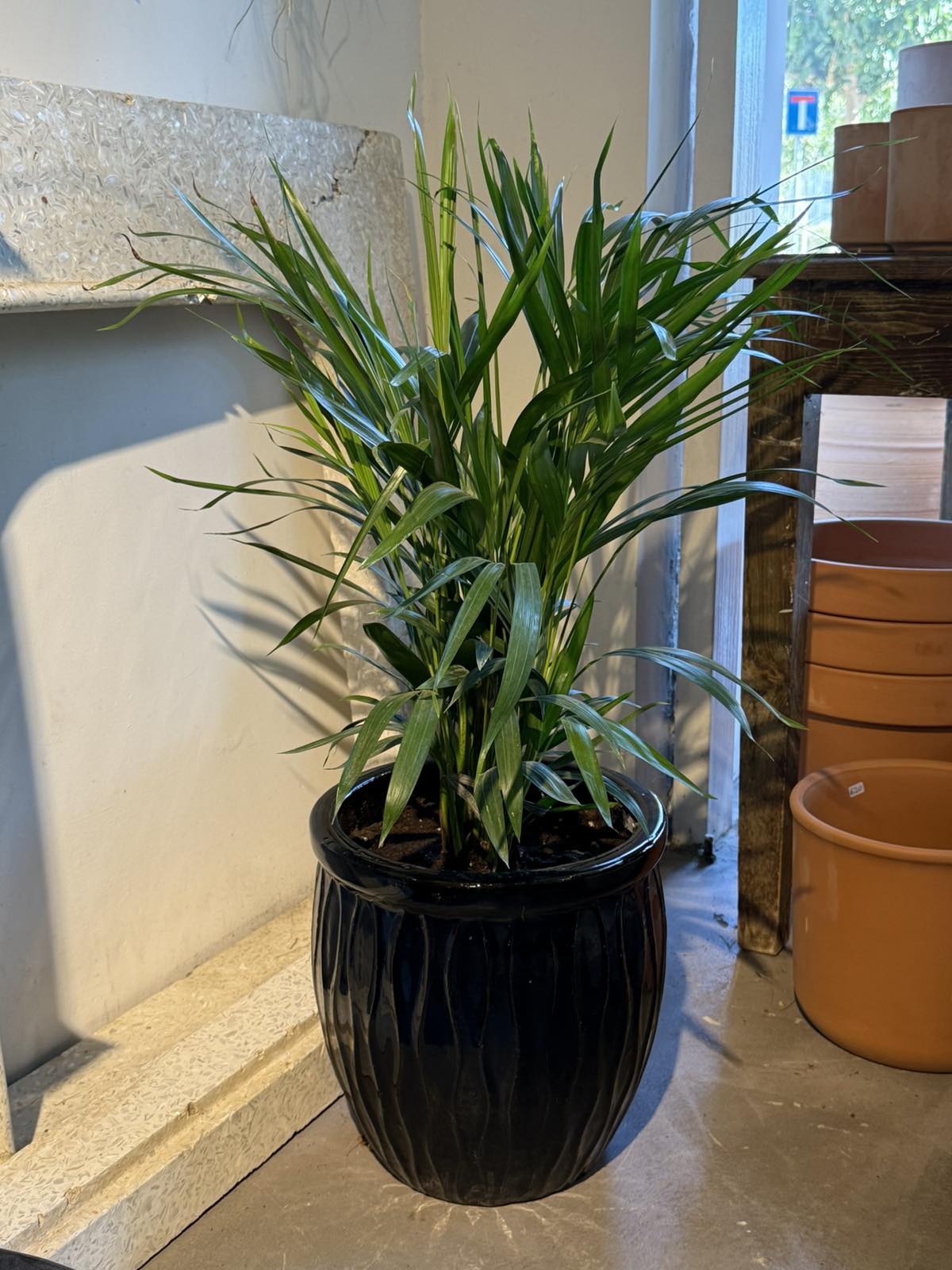 Areca plant in blue-black ceramic pot